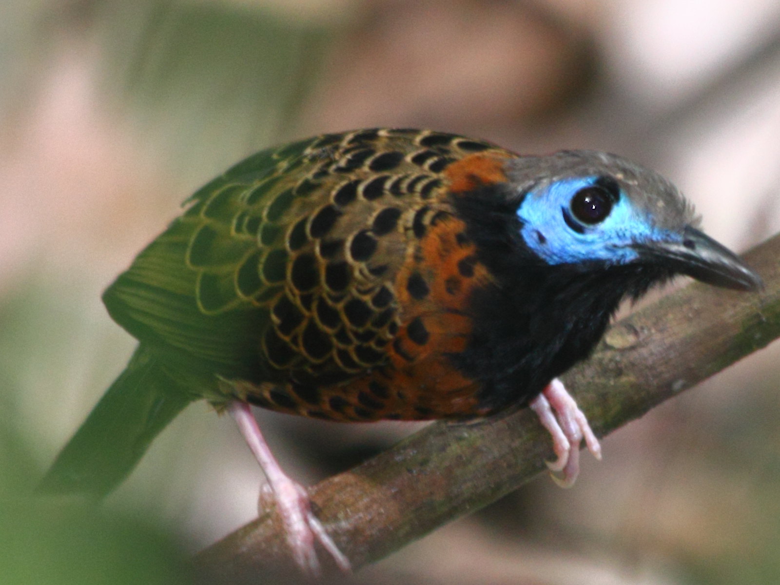 An ocellated antbird in Central America