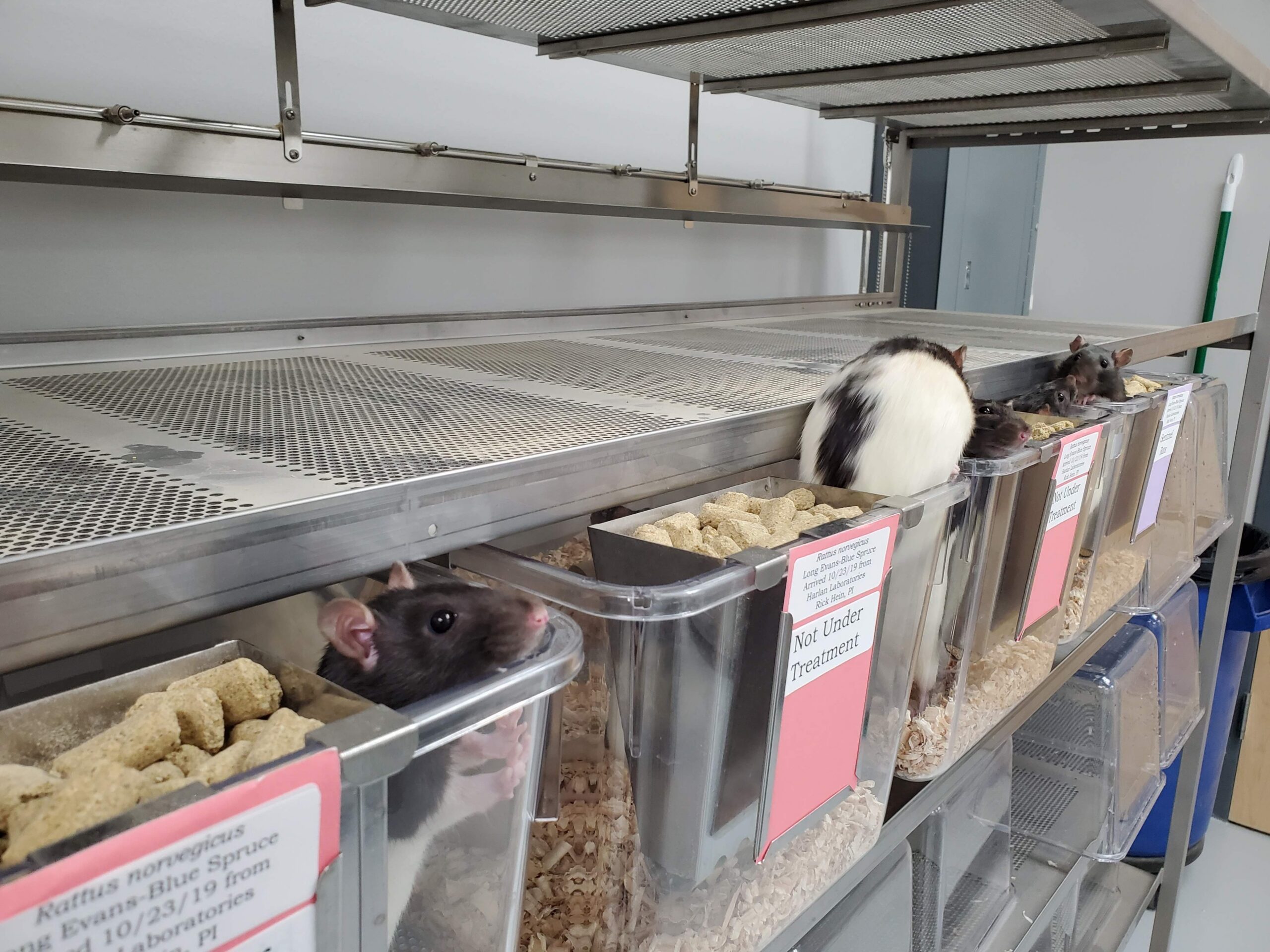 Rats look around from their cages