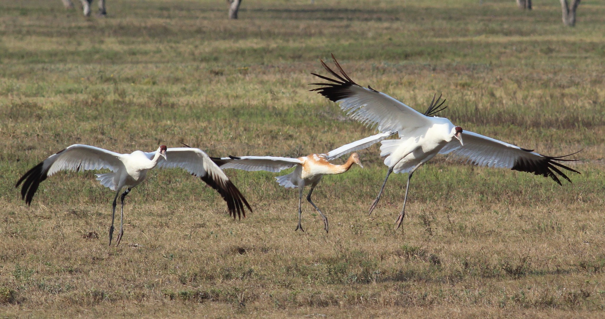 Adult and adolescent whooping cranes.