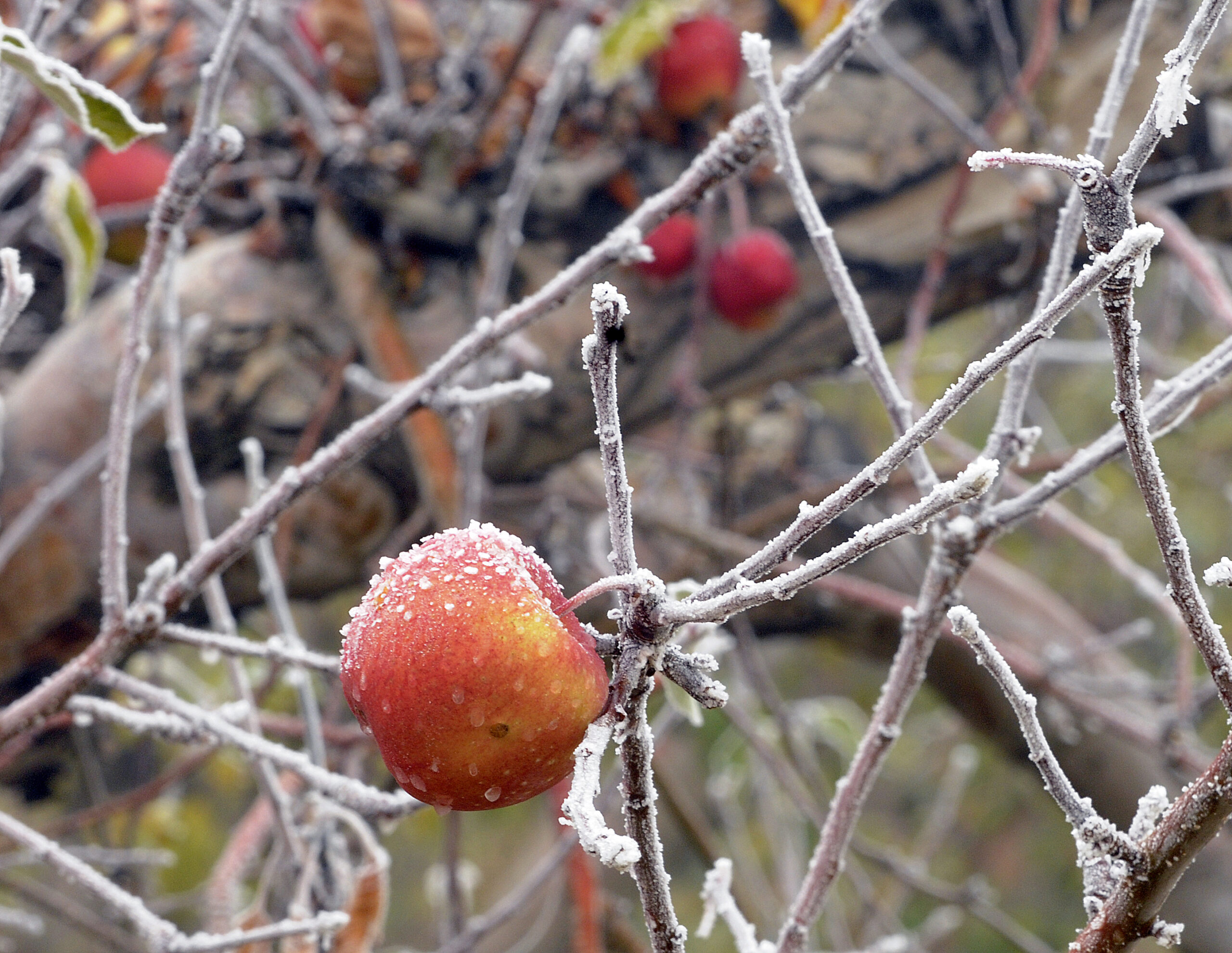 An unpicked apple hangs on a tree covered with frost