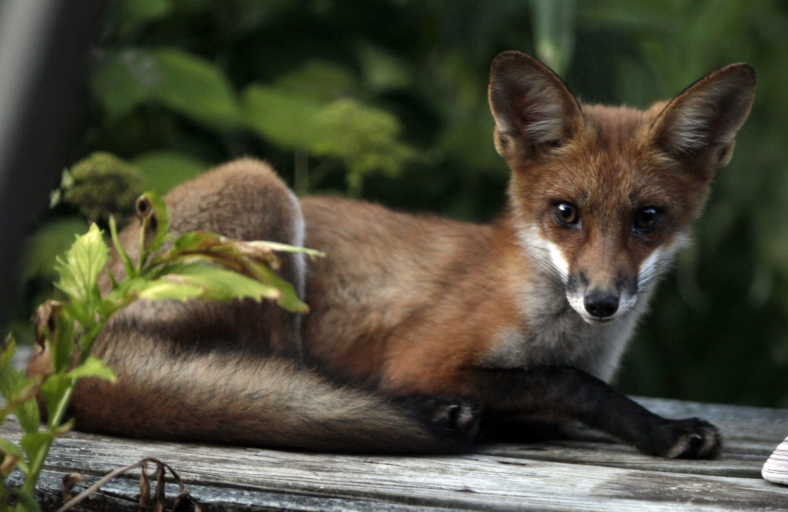 A red fox looks up from its resting place on a backyard deck