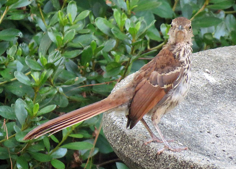 A brown thrasher bird