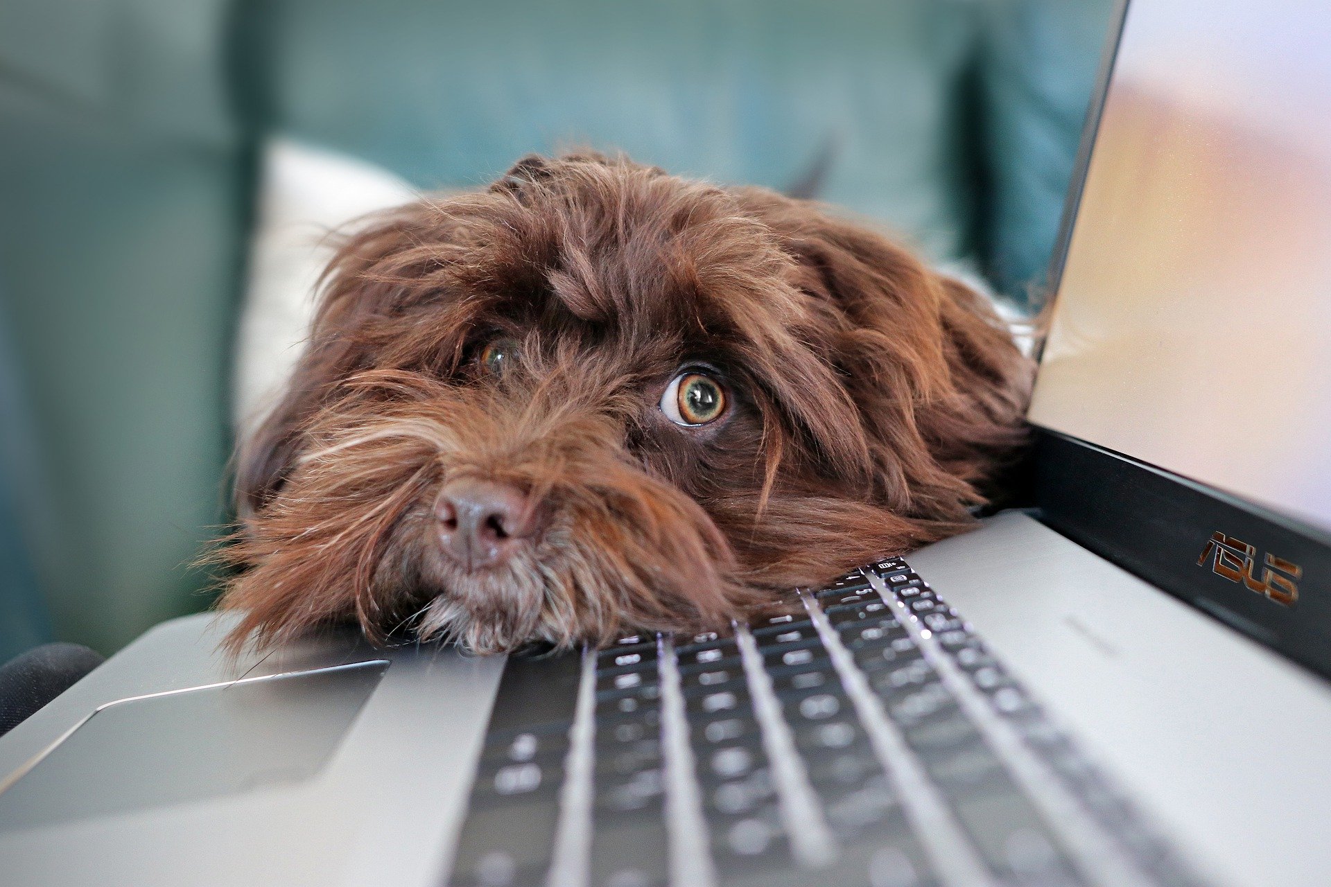Dog with nose on laptop.