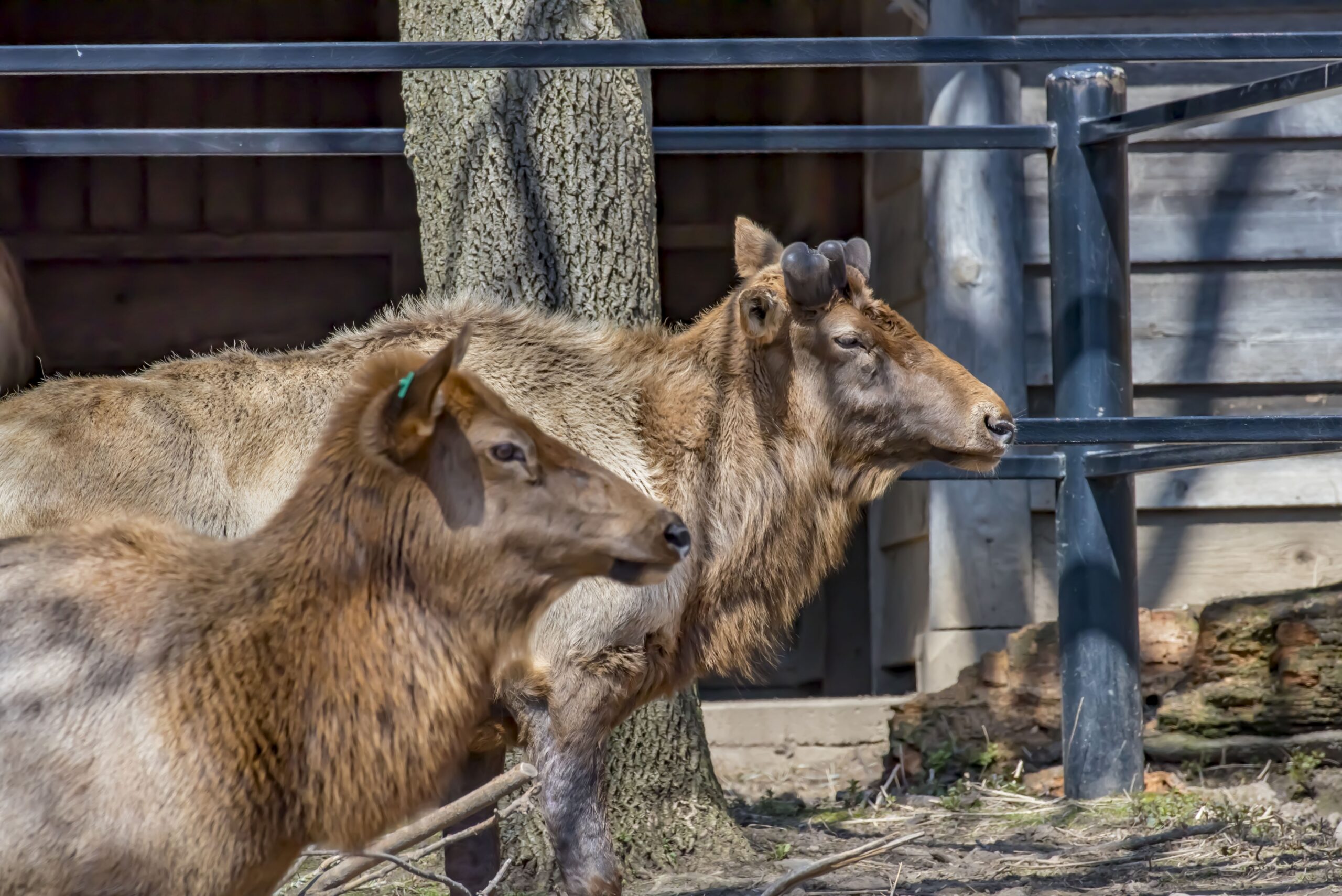 Comanche elk at zoo