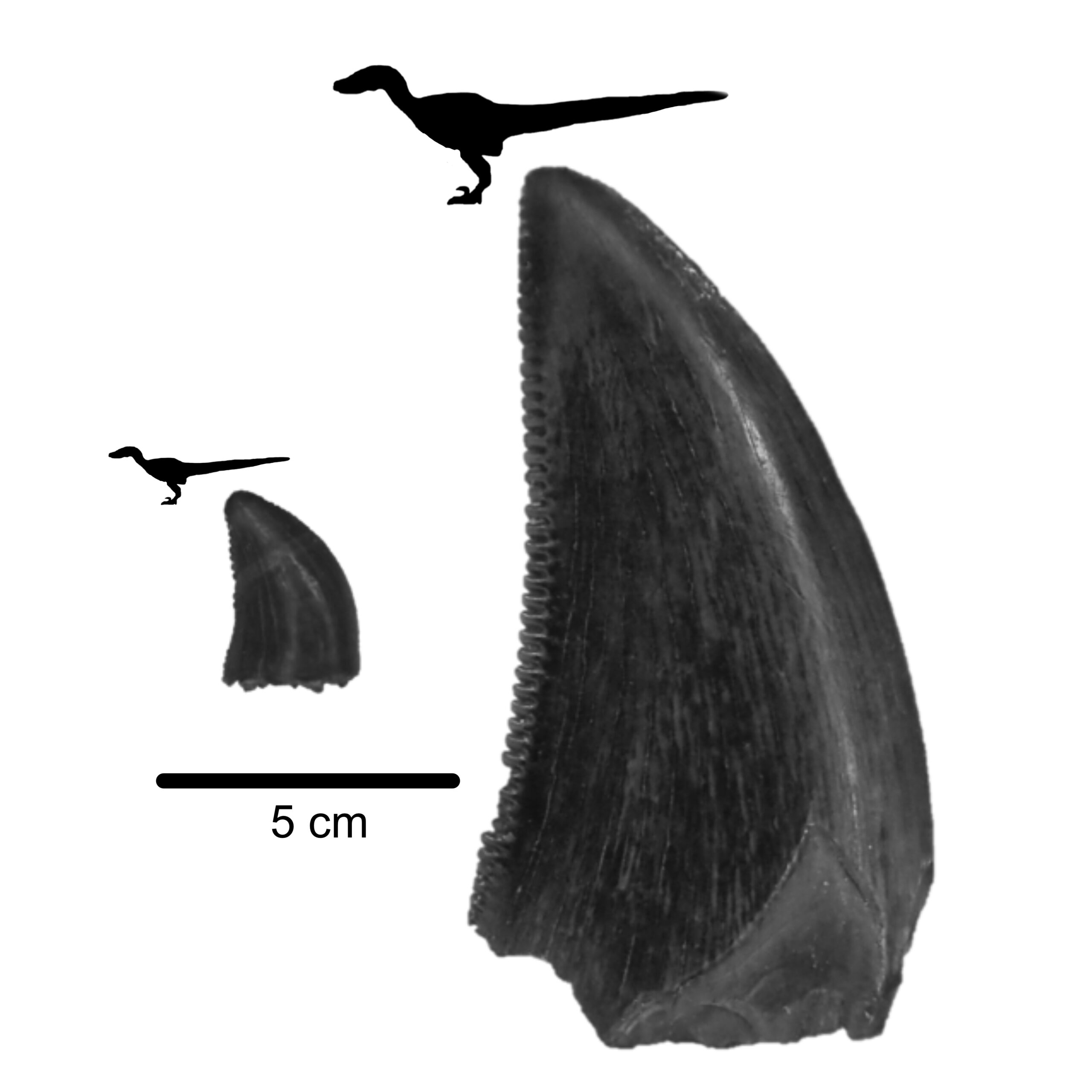 Different carbon isotopes were found in small and large teeth of deinonychus