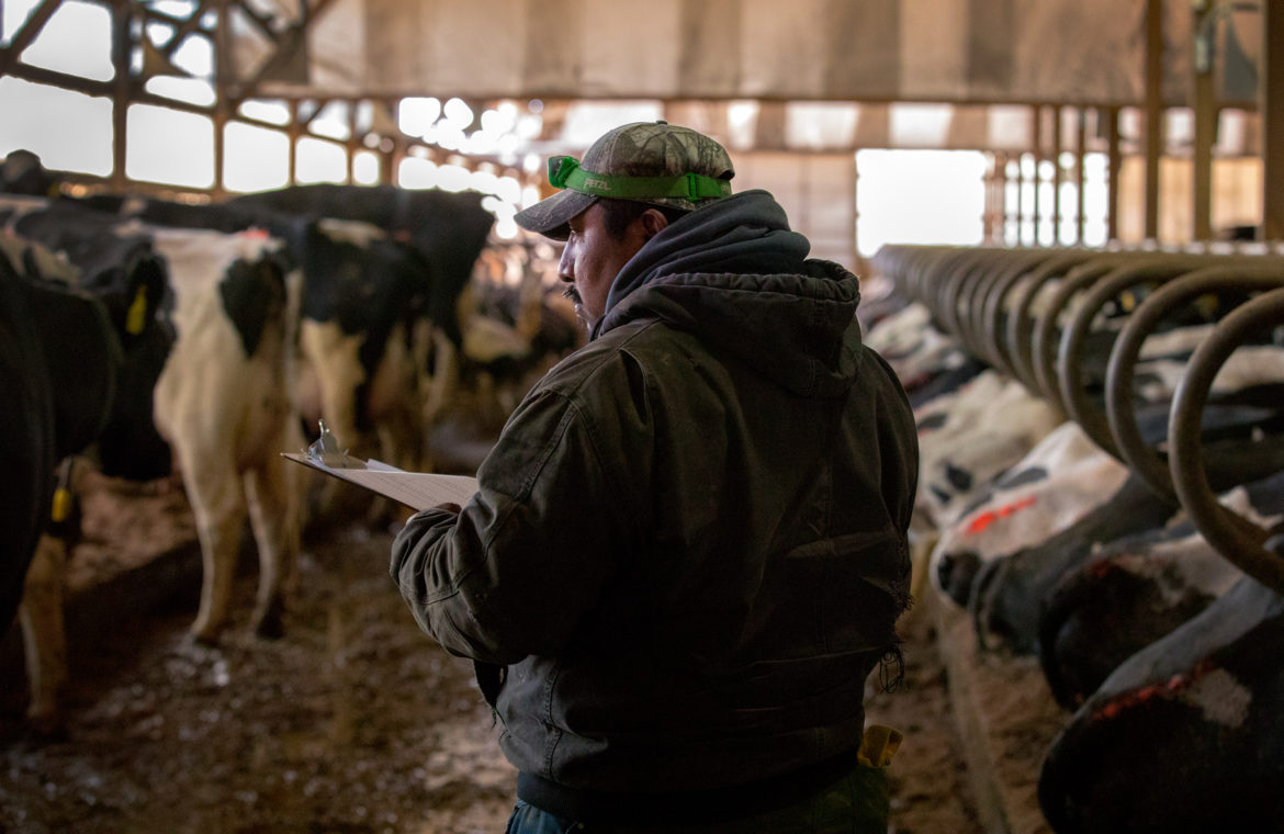 Guillermo Ramos vaccinates dairy cows in the freestall barn of a dairy farm in northern Buffalo County