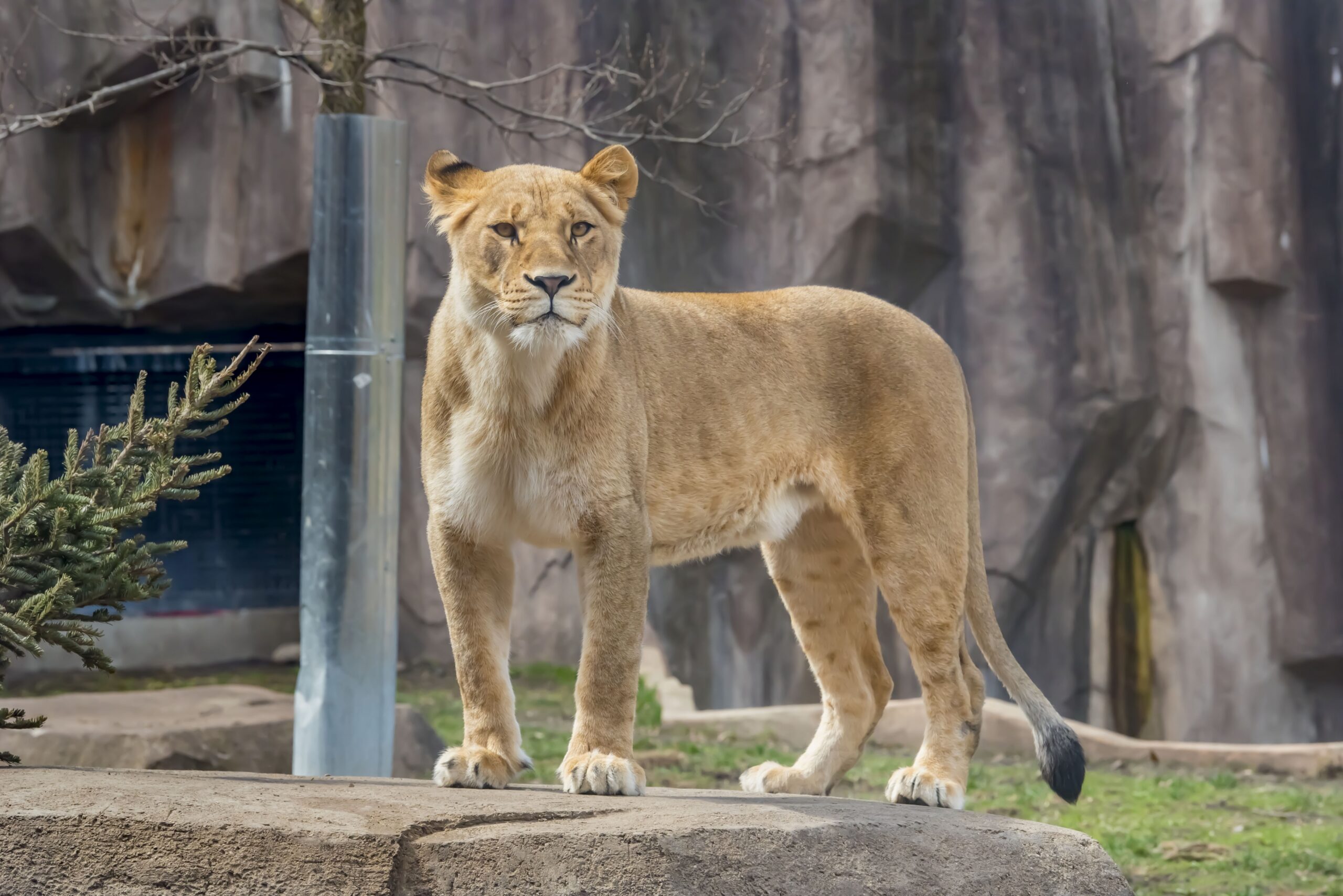 Eloise the lioness perched on a rock