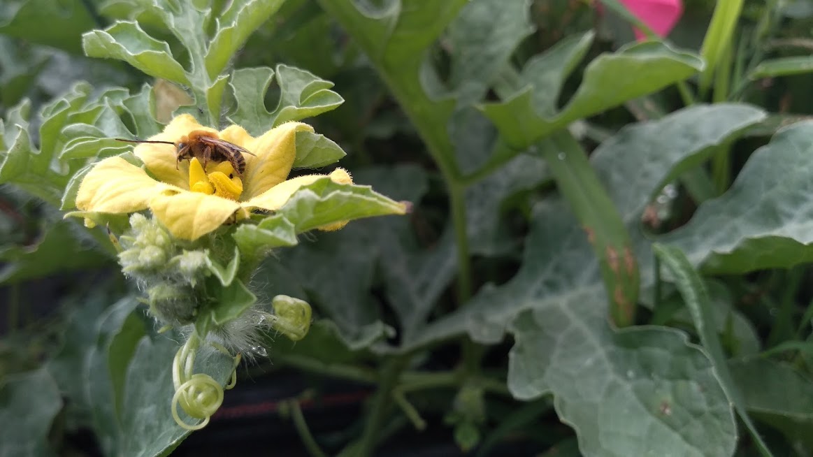 A wild bee on a watermelon plant