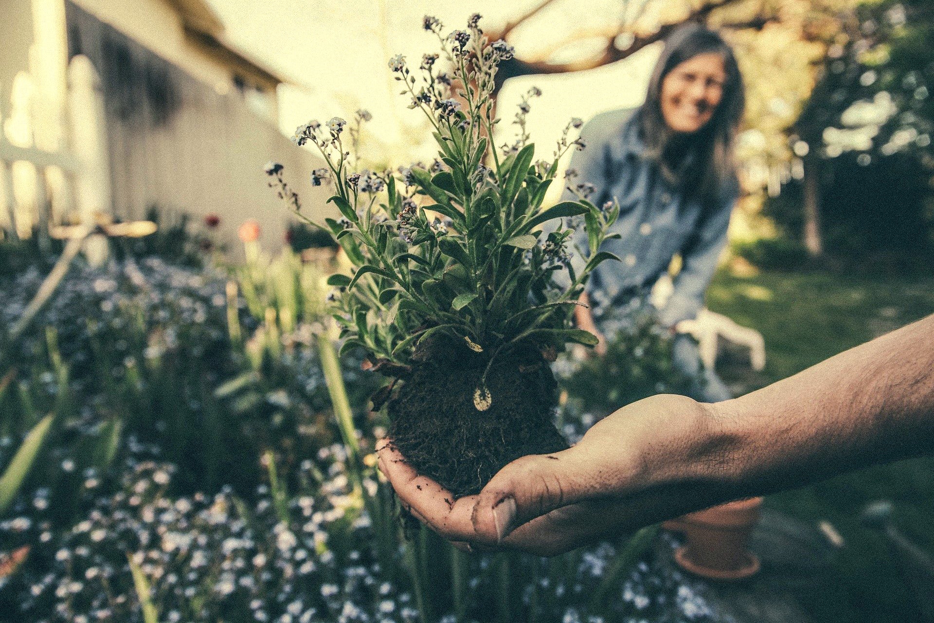 Hand holding a plant in a garden.