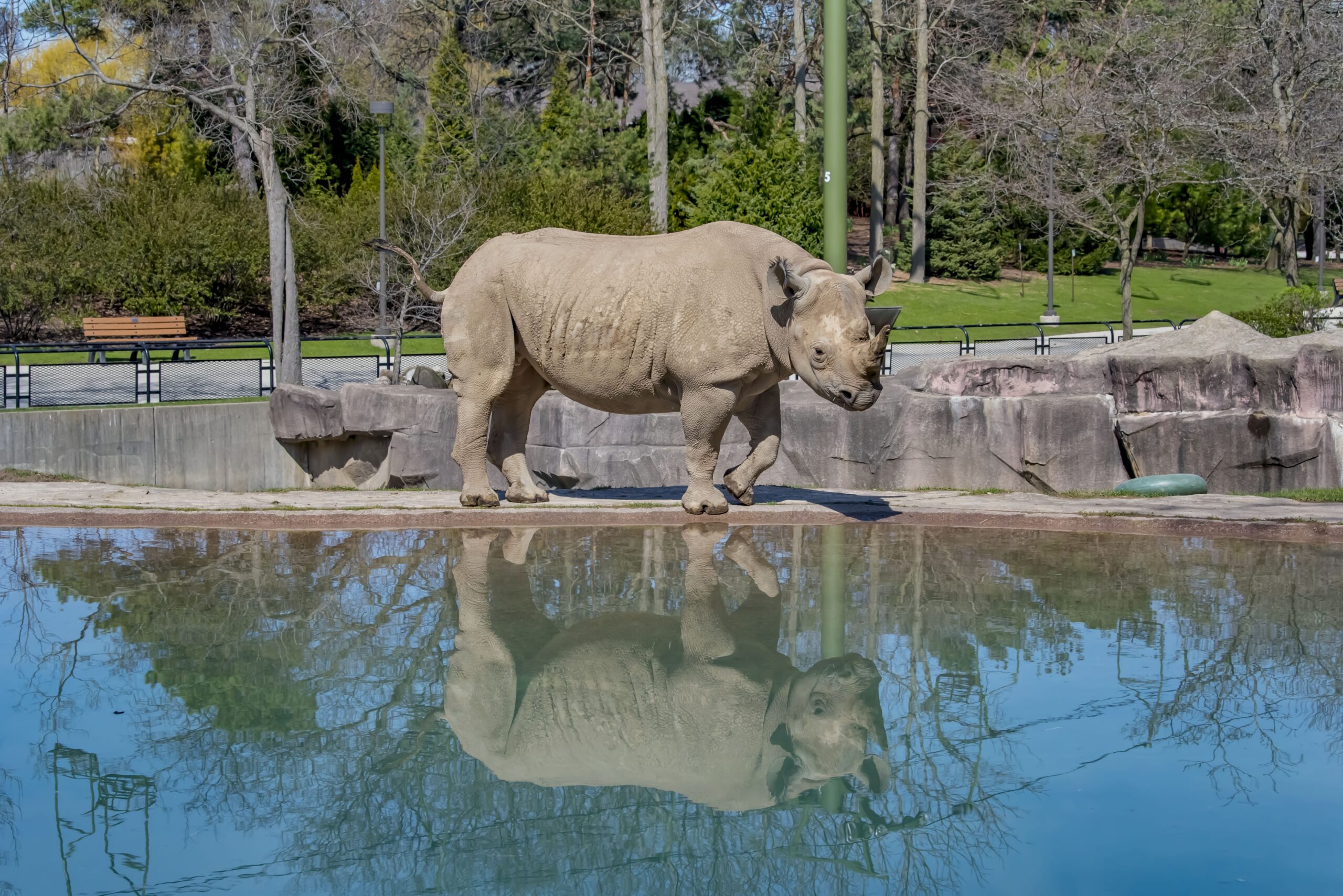 Jozie the rhino in habitat near water