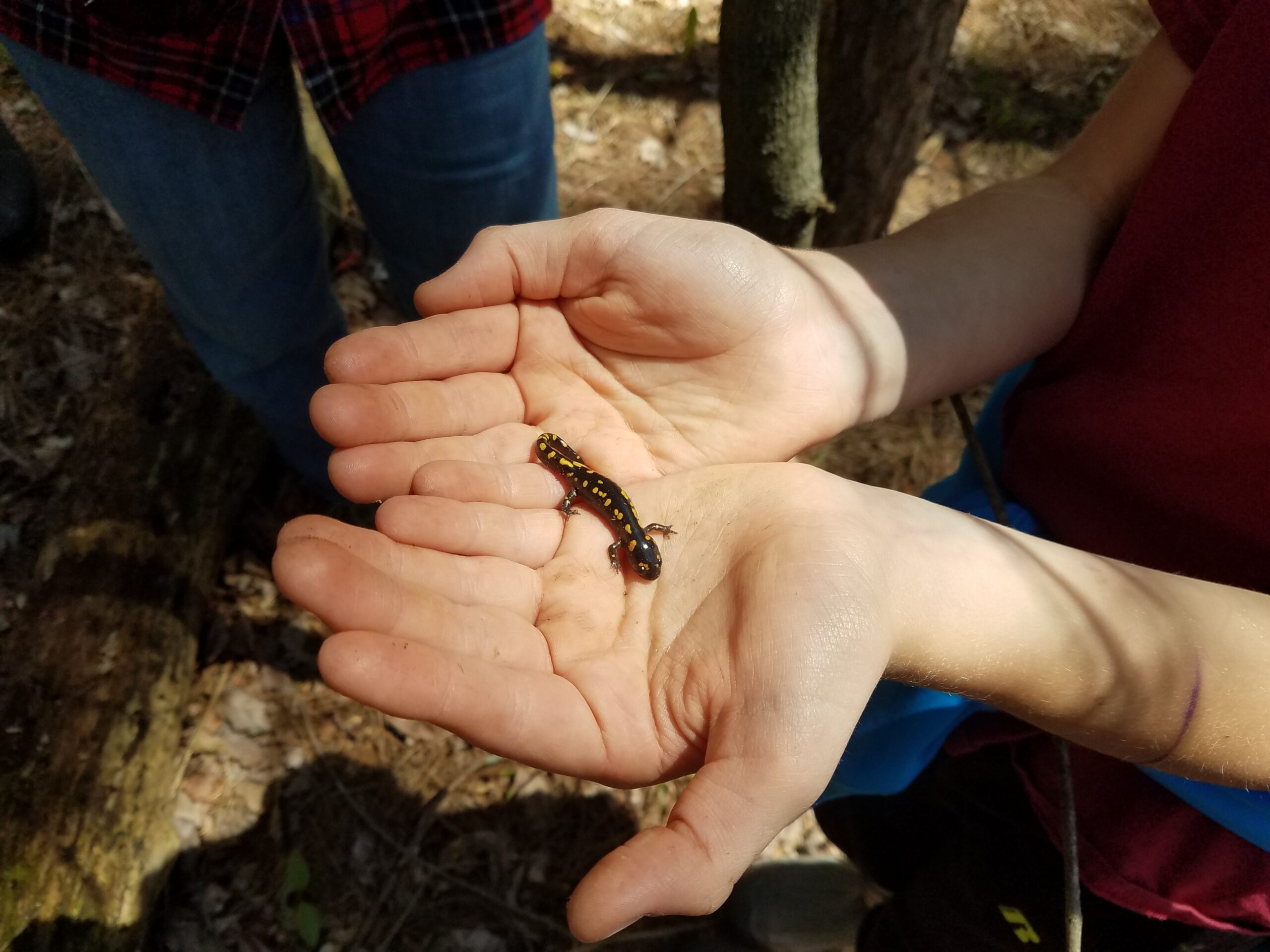 a salamander in a person's palm
