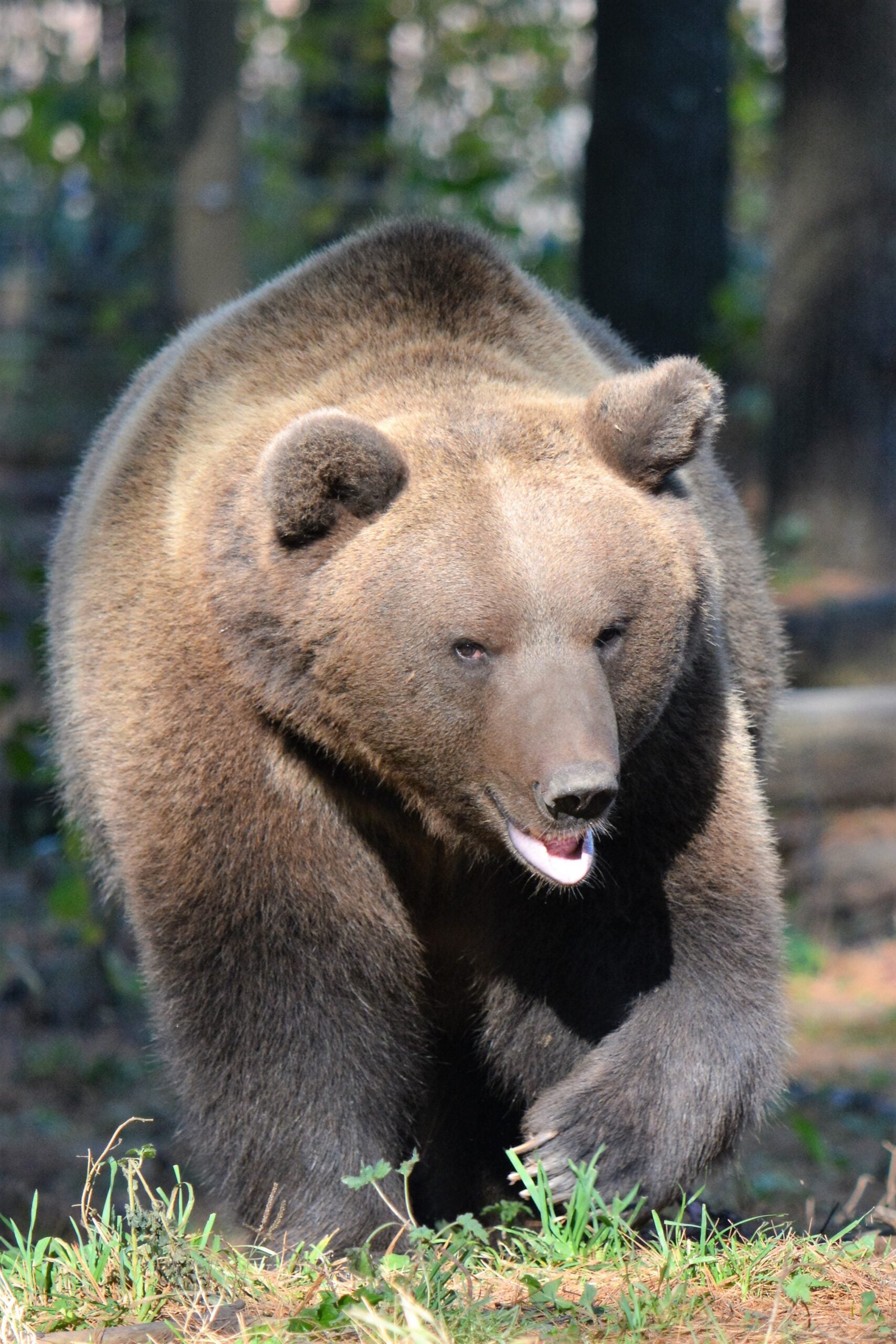 Clark the brown bear