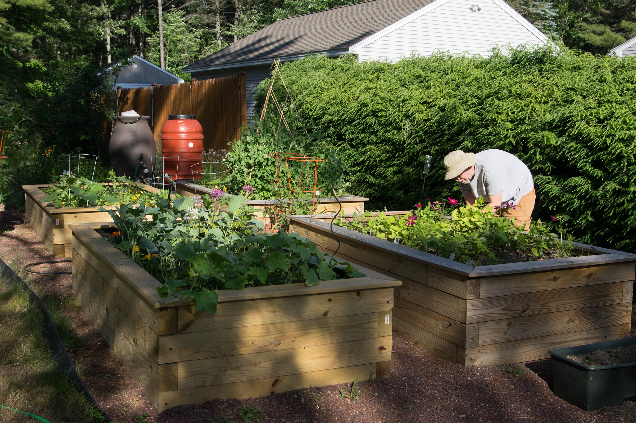 Garden with raised beds and water barrels.