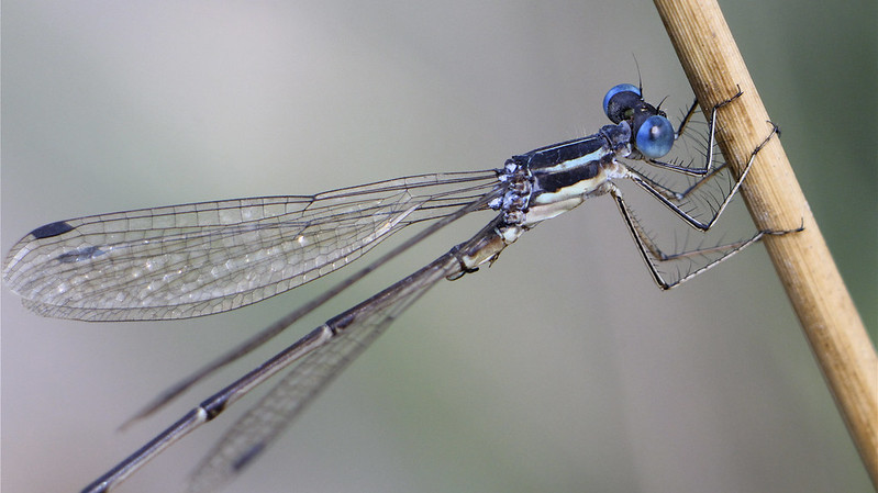 Fierce Predators: Dragonflies And Damselflies Use Hundreds Of ‘Simple Eyes’ To Spot Prey