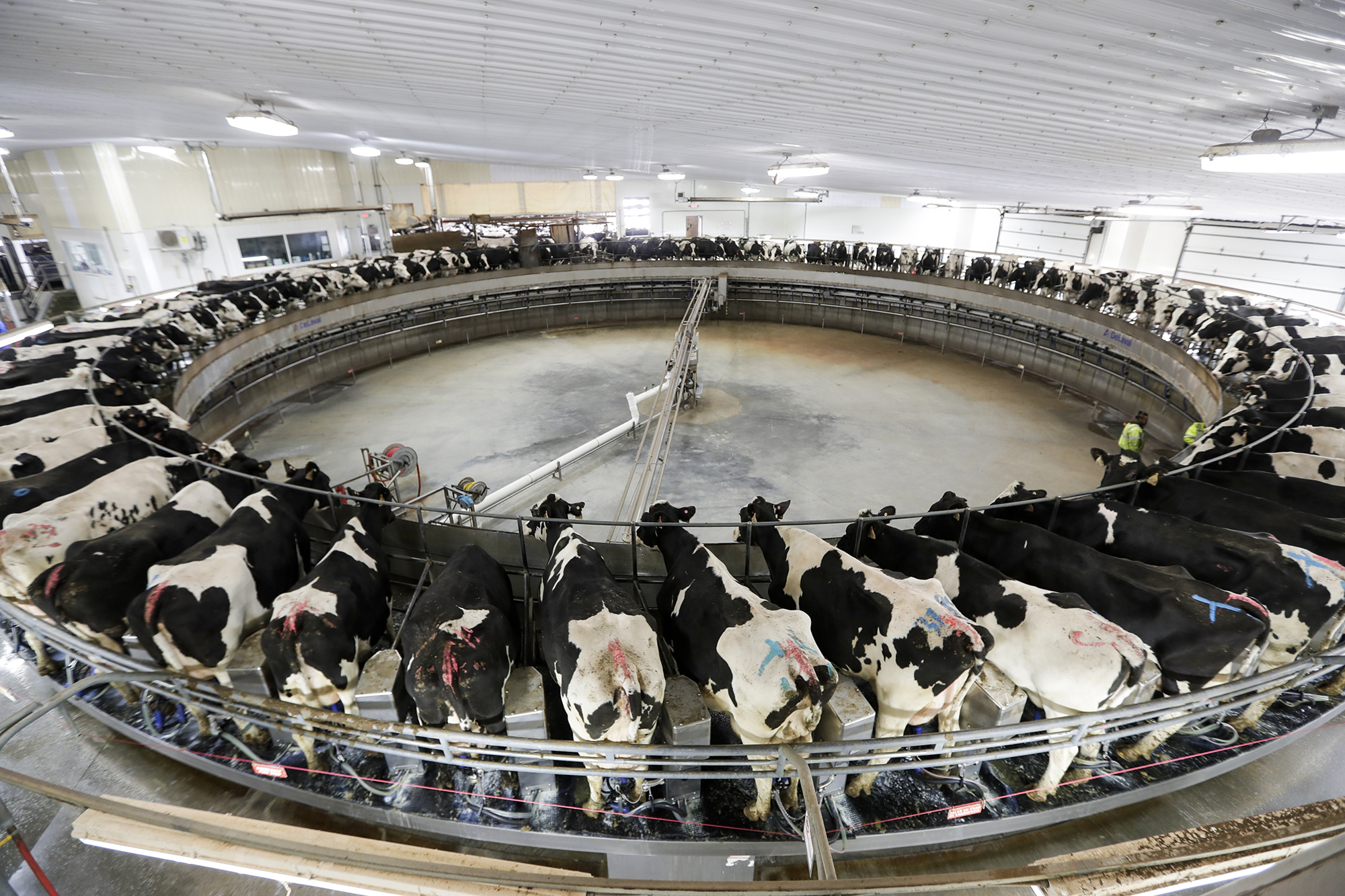 Cows are milked on a large carousel at the Rosendale Dairy in Pickett, Wis.