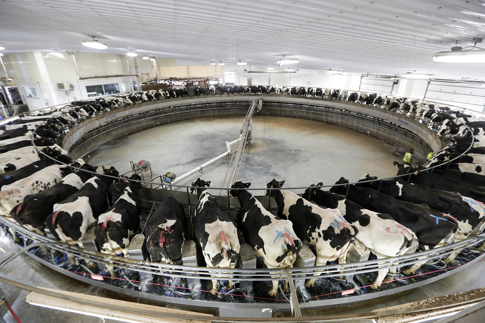 New Survey Of Wisconsin Dairy Producers Show More Farms Are Optimistic About Milking Cows