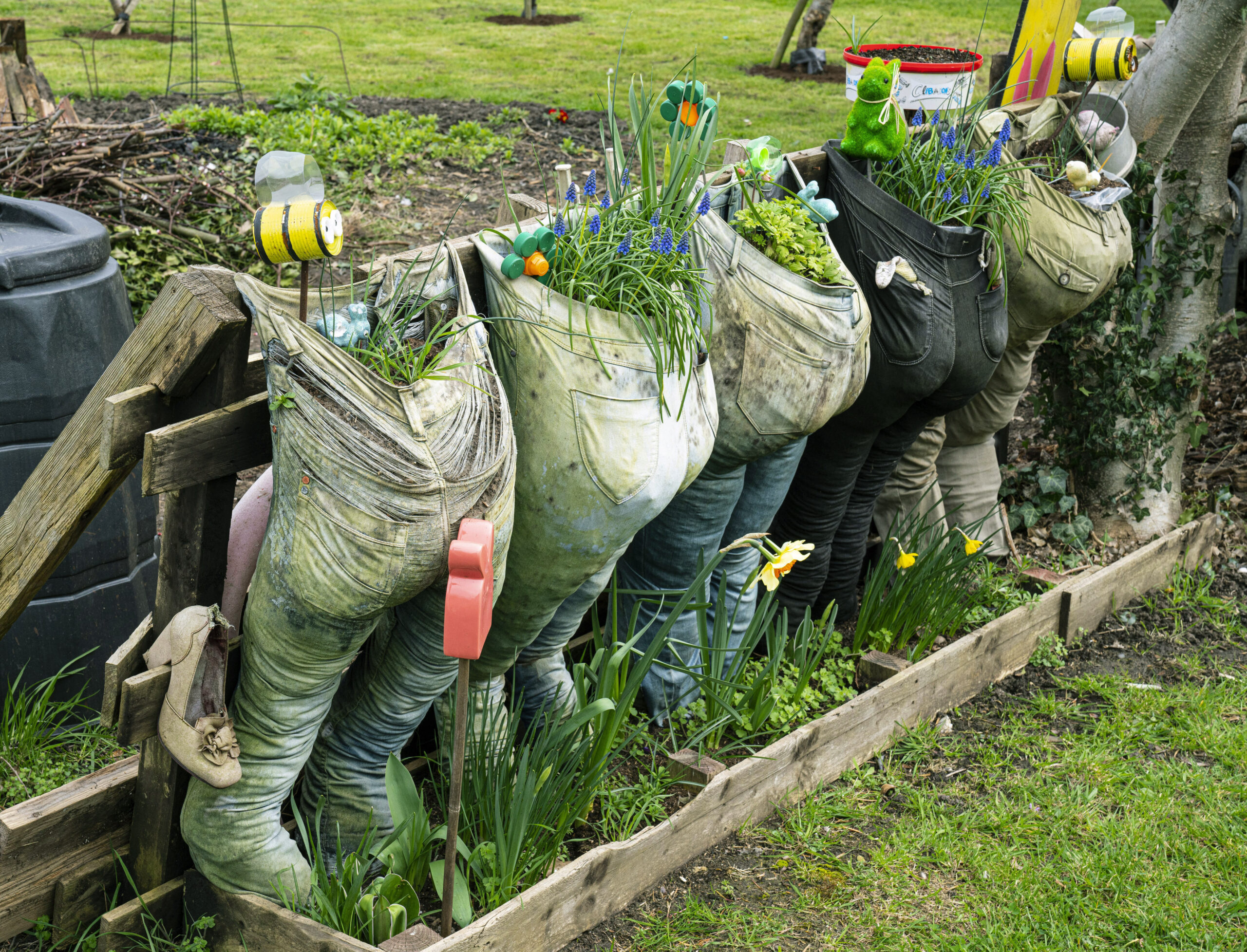 Old trousers recycled as growbags for herbs