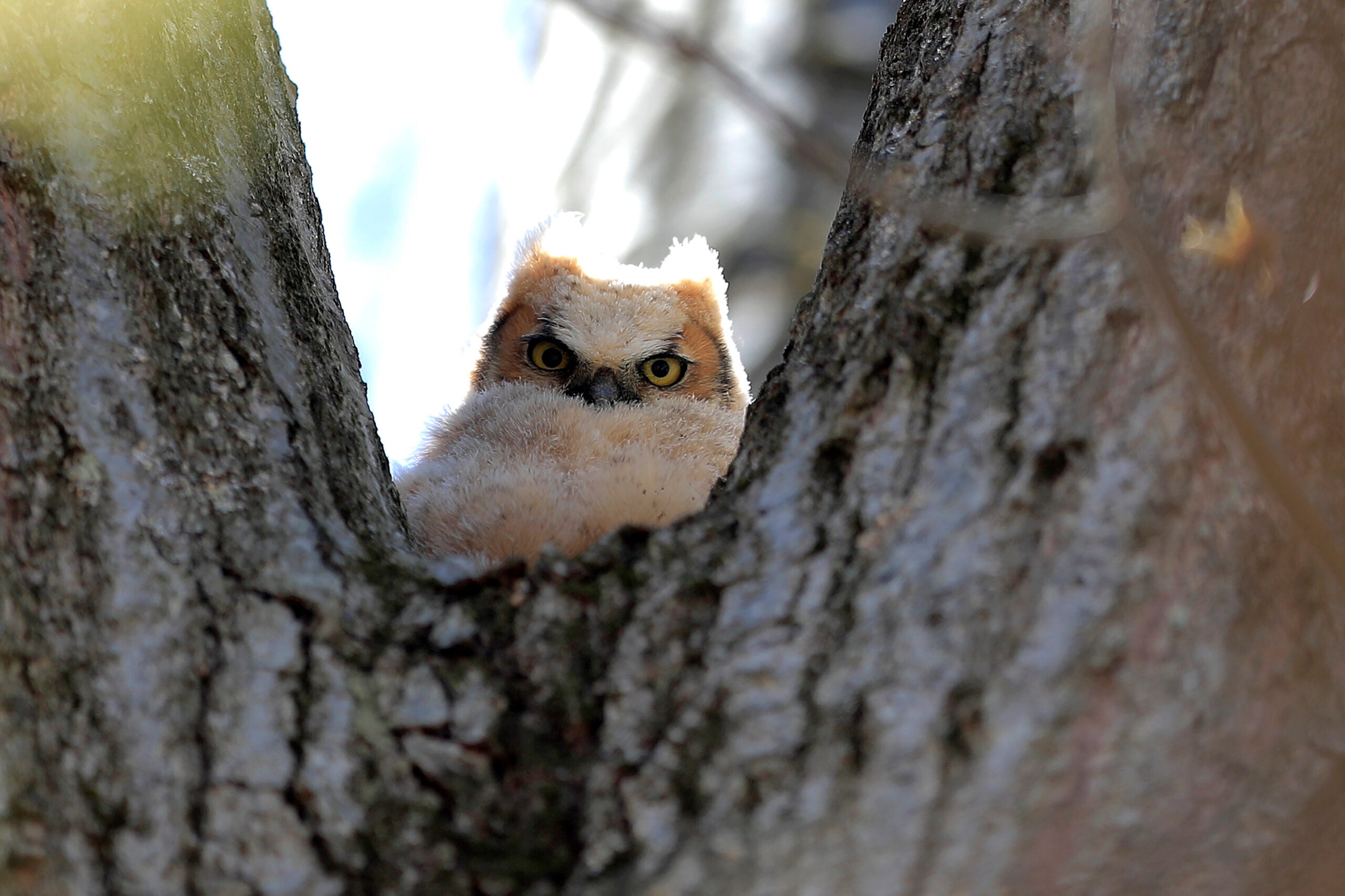 A baby horned owl is seen perched on a tree, Wednesday, April 22, 2020