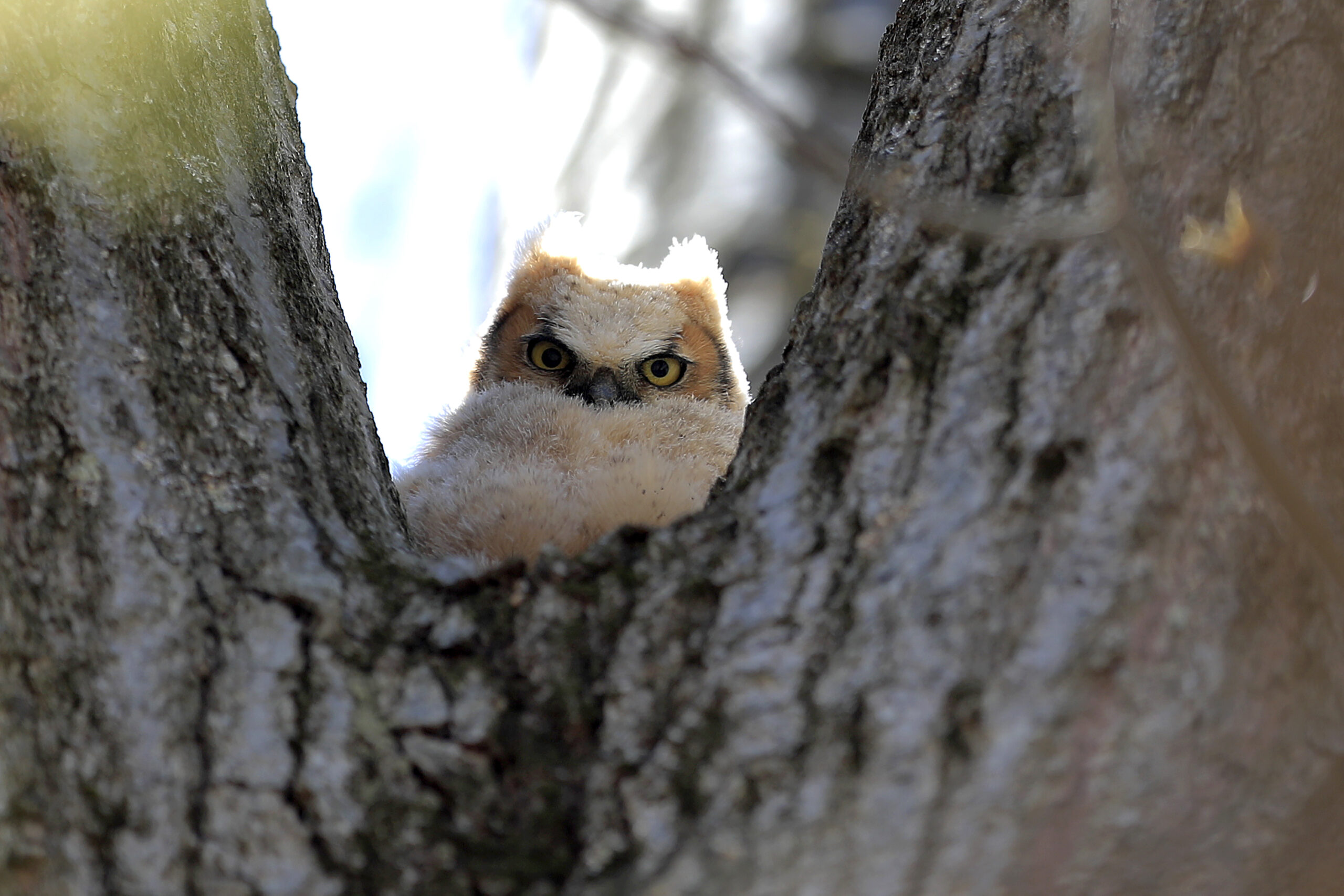 A baby horned owl is seen perched on a tree, Wednesday, April 22, 2020