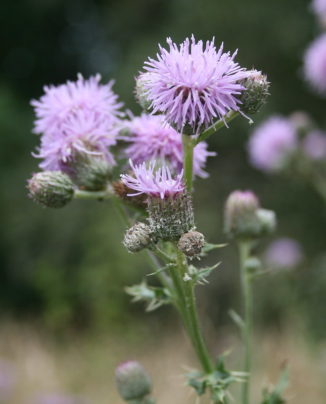 Canada thistle