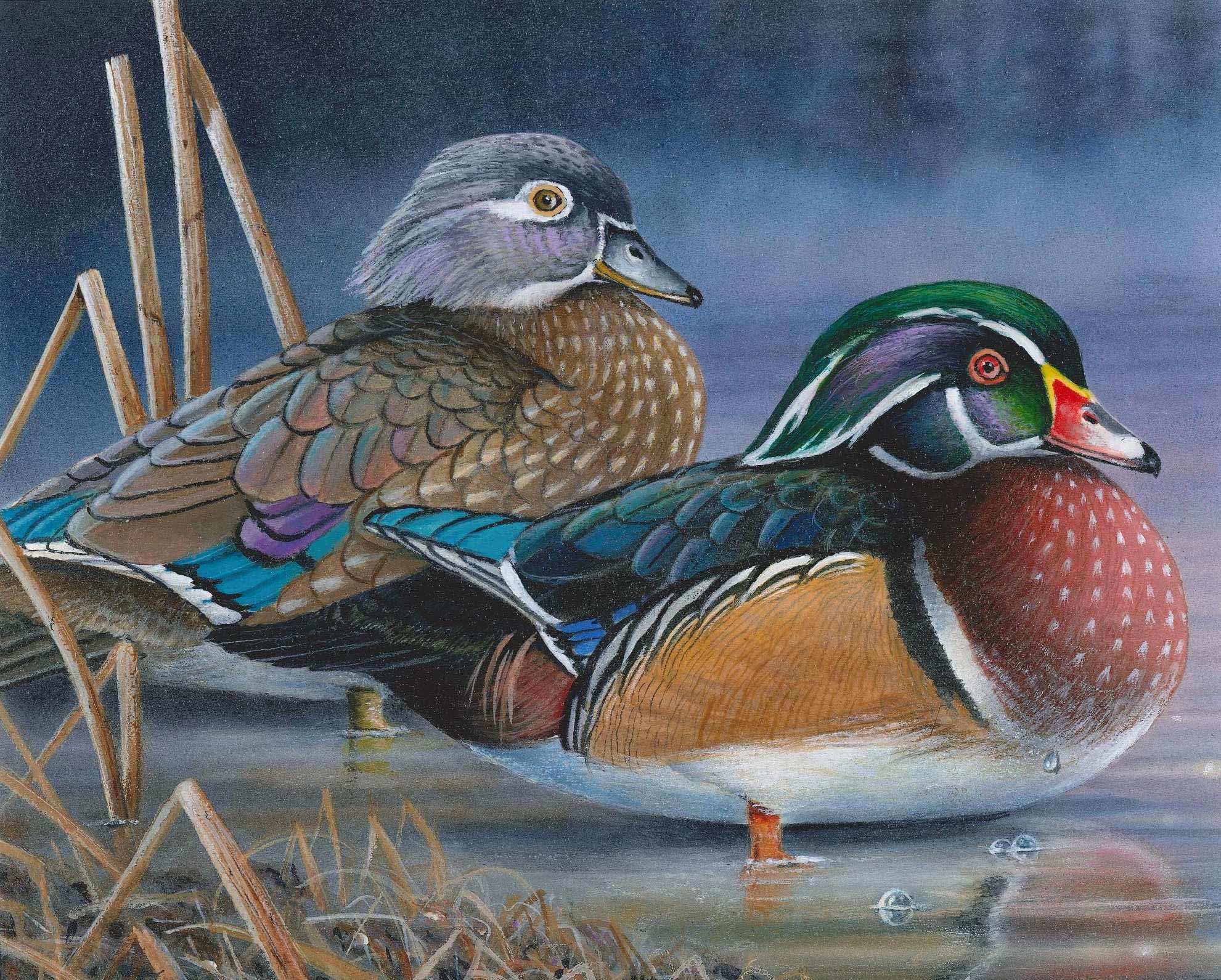 Robert Metropulos waterfowl art