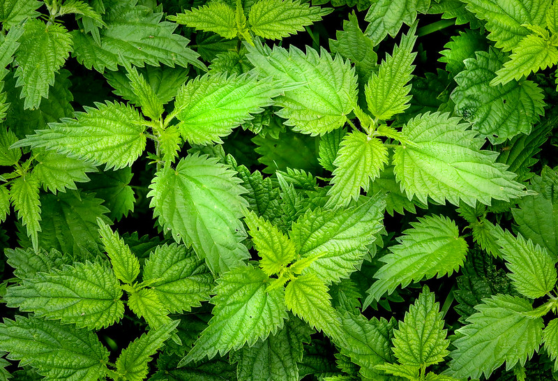 Stinging nettle