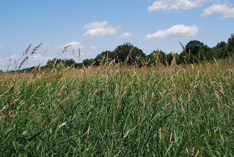 Reed canary grass