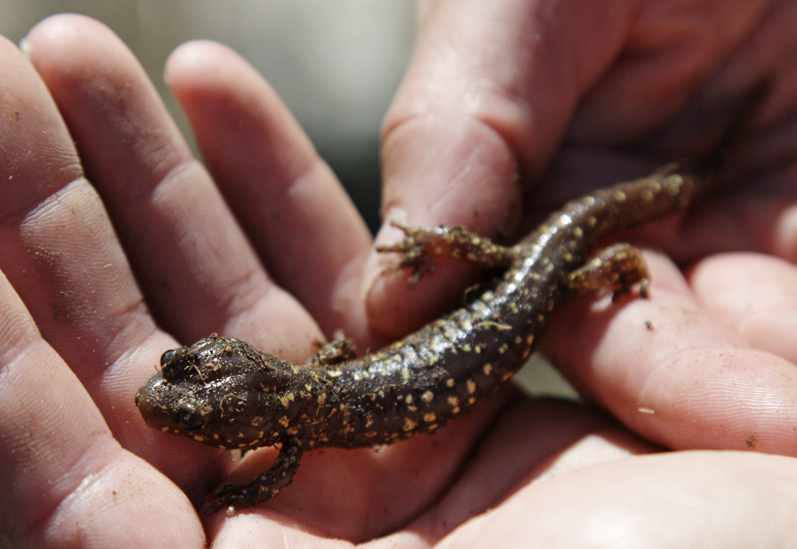 Researchers Hope More Salamanders Avoided Becoming Roadkill With Fewer People Out Driving