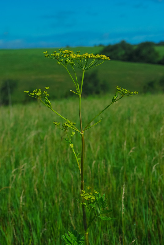 Wild parsnip in Green County