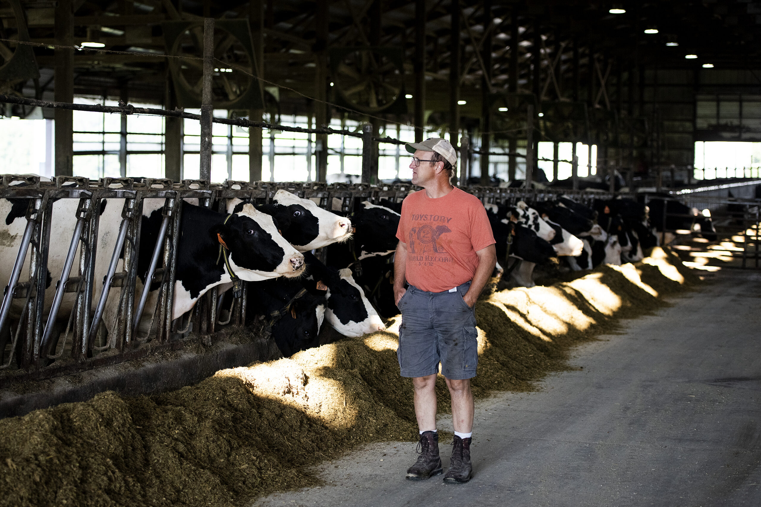 a man glances over at a row of feeding dairy cows