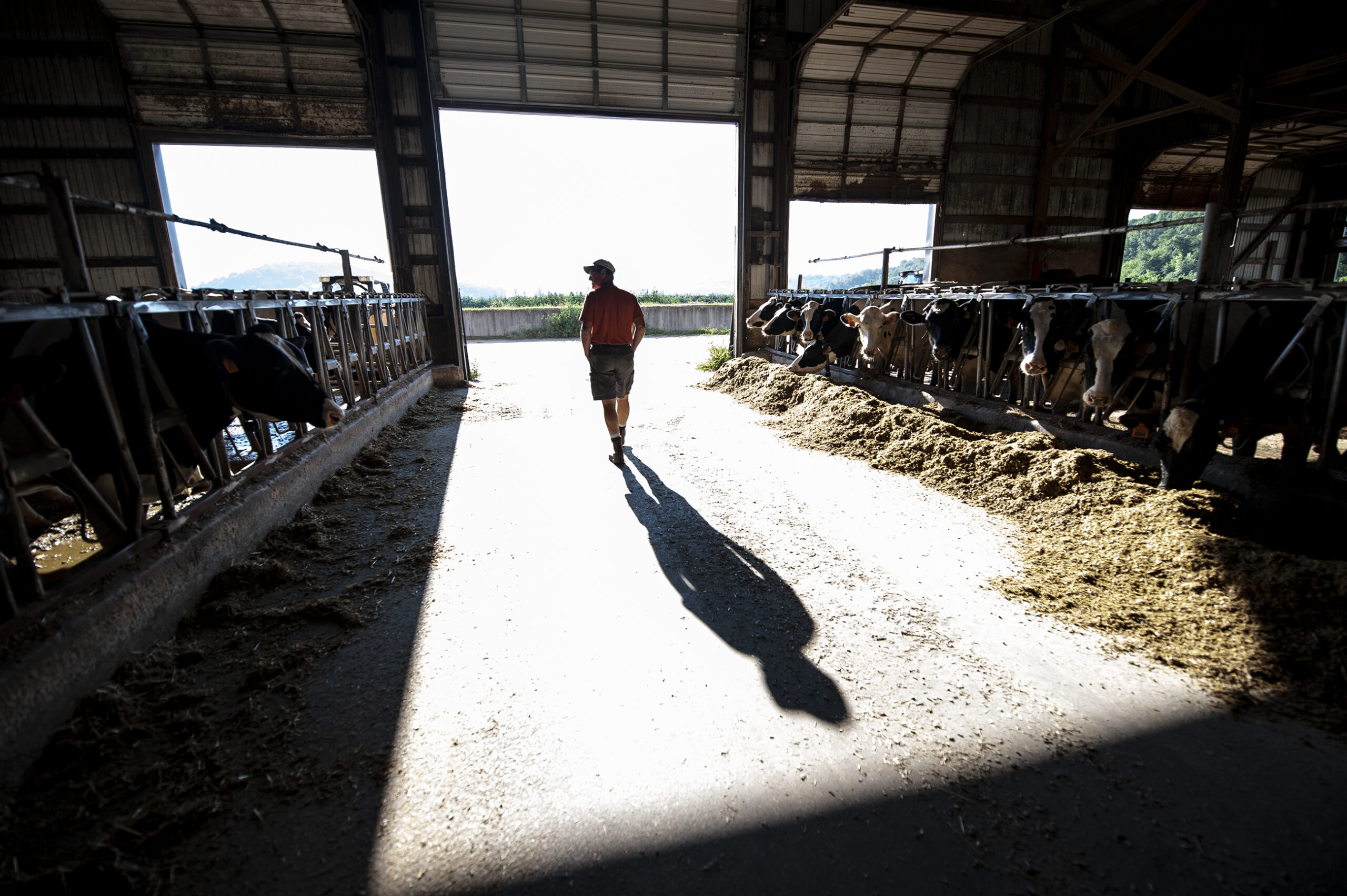 the shadow of a farmer is cast onto the ground of a barn as he walks in between rows of dairy cows