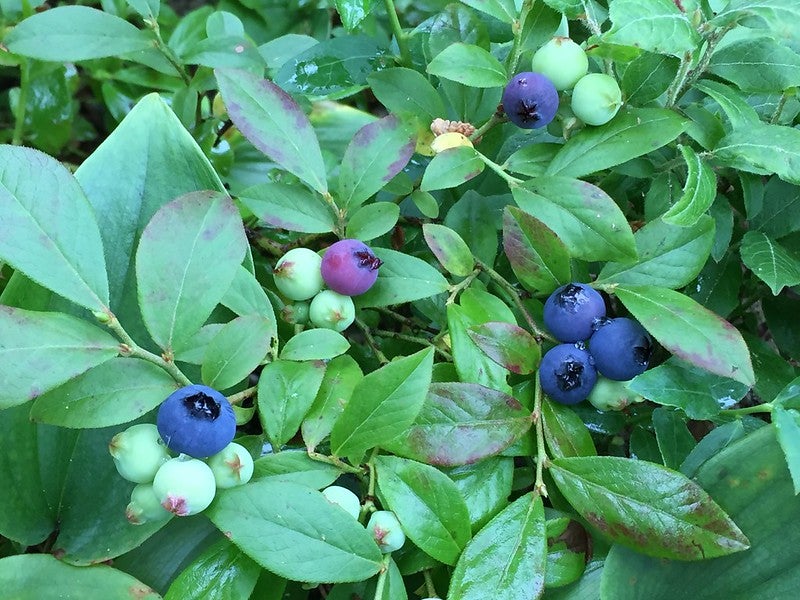 Blueberries