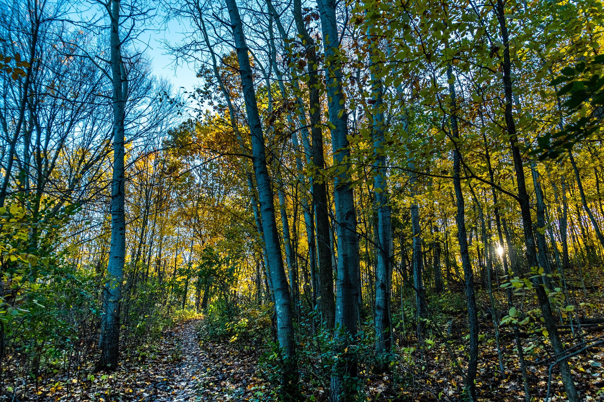 A wooded segment of the Ice Age Trail