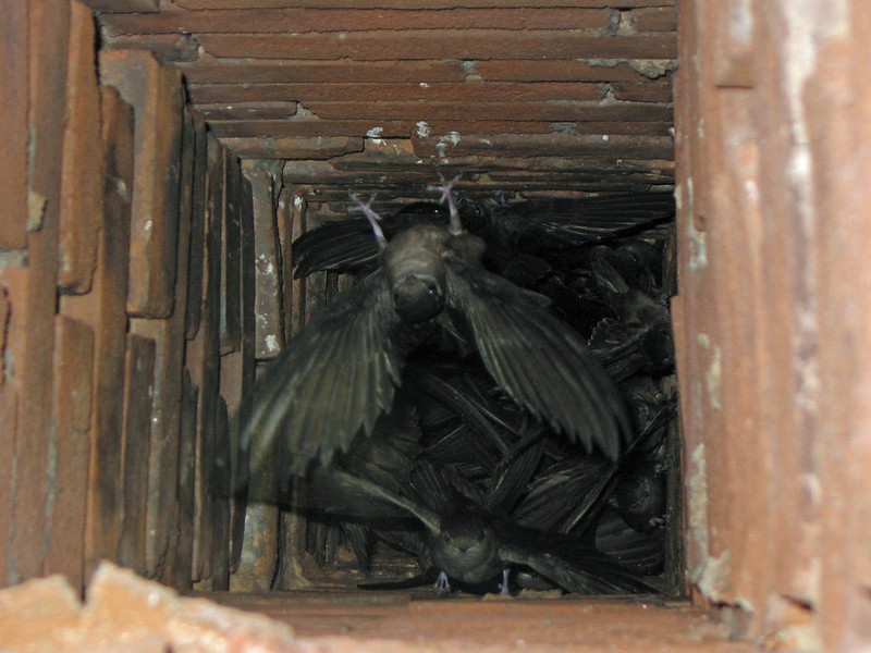 DNR reports chimney swift population decline, asks public to help count birds