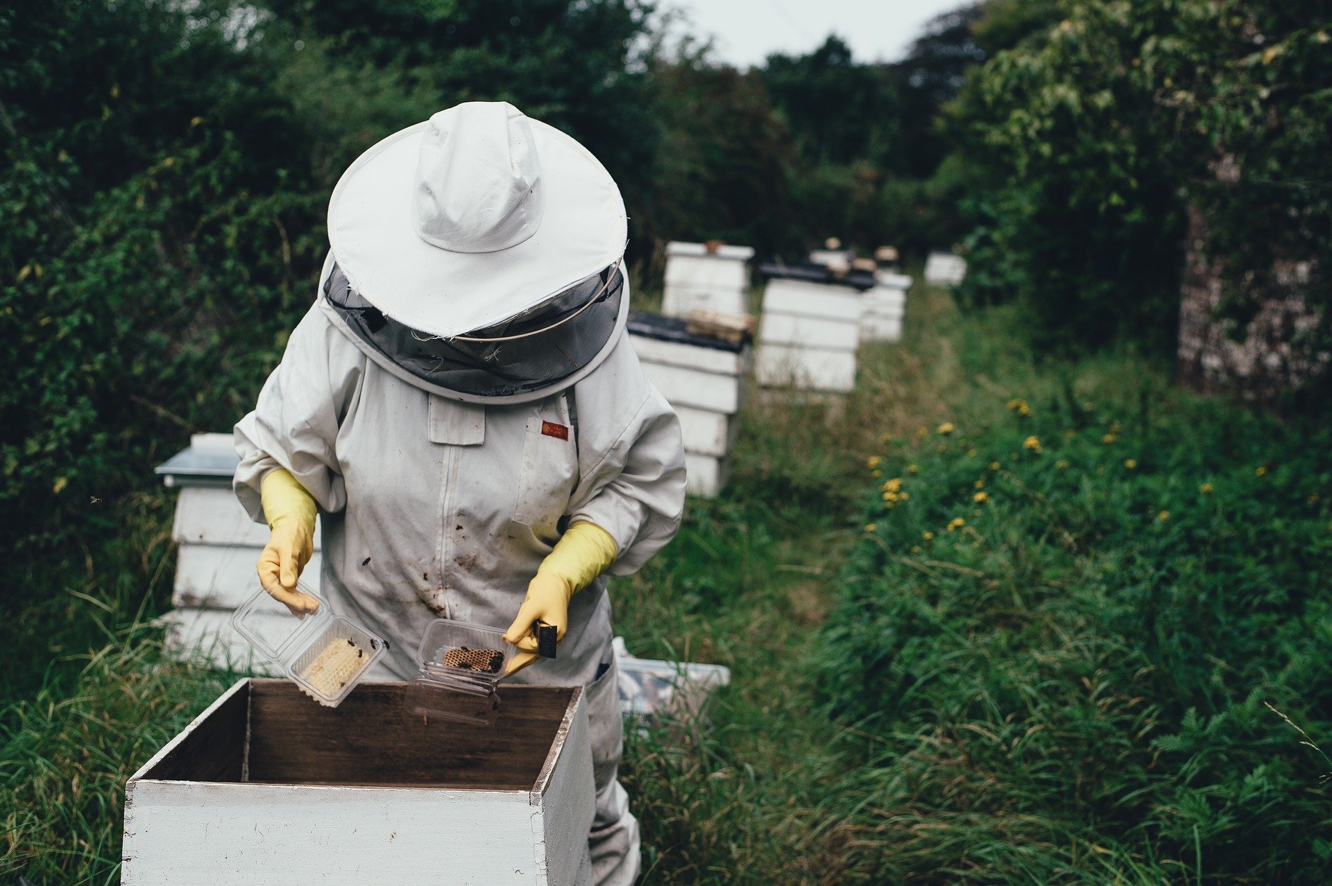 Beekeeper tending to a hive.