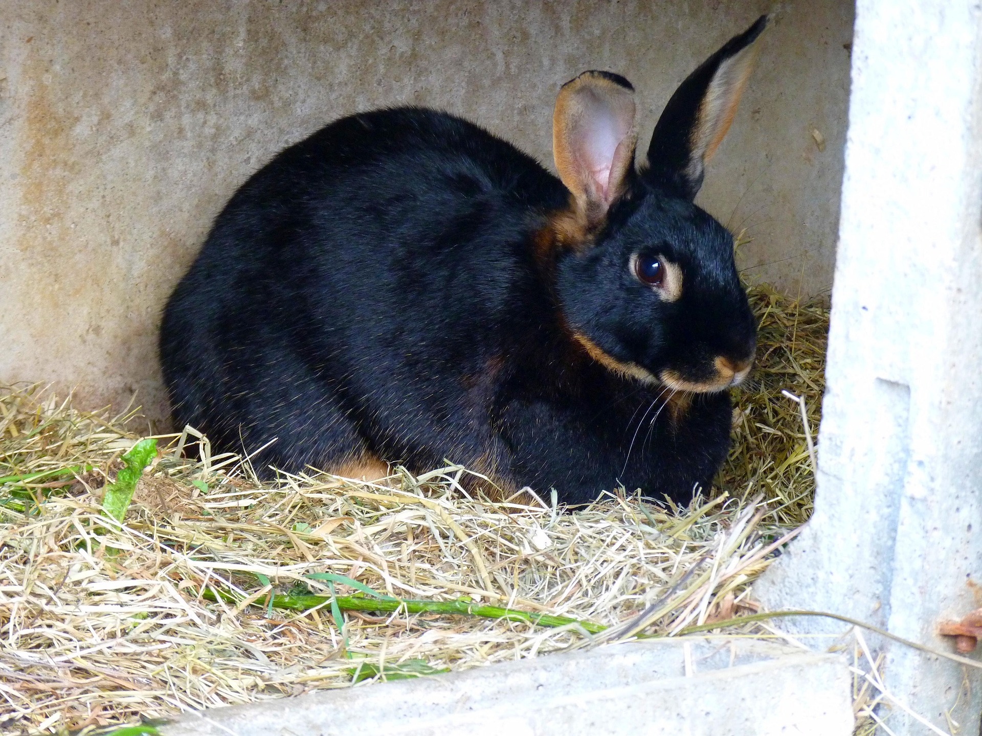 A domestic rabbit
