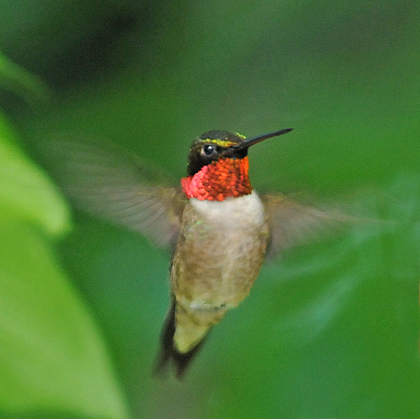 hummingbird