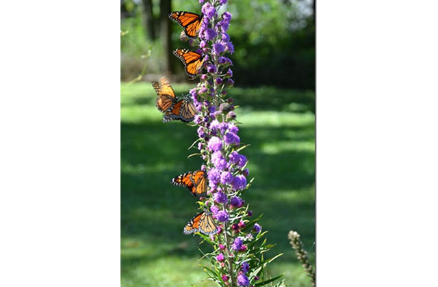 Monarchs on liatris flowers in a Madison garden
