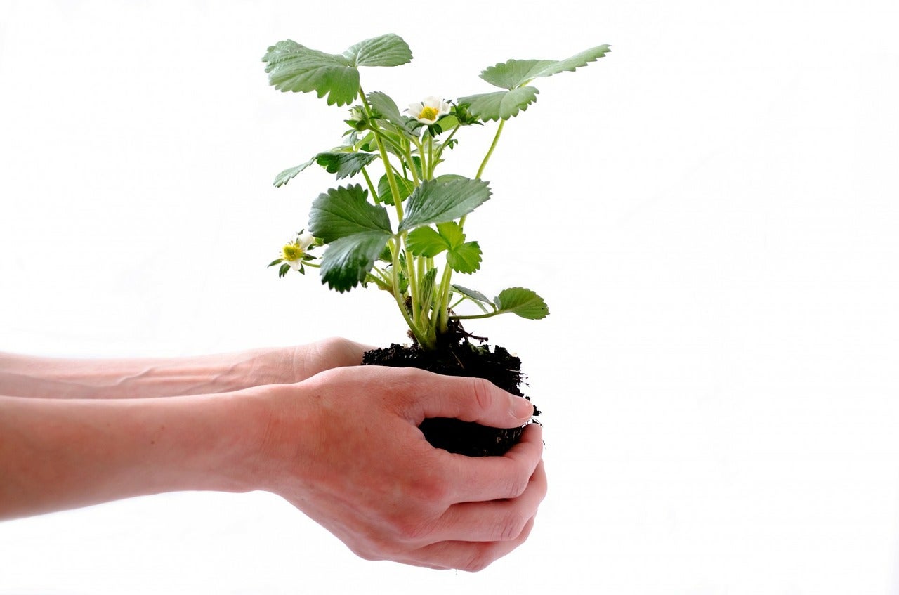 Hands holding strawberry plant.