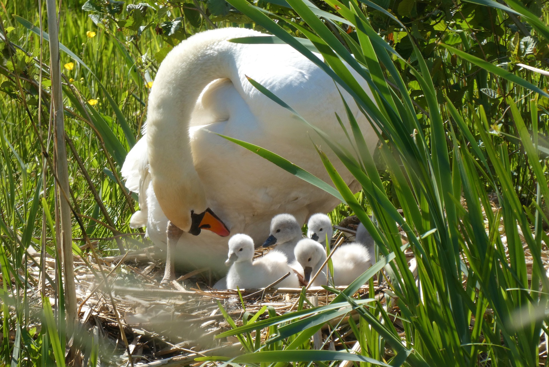 Swan with cygnets.