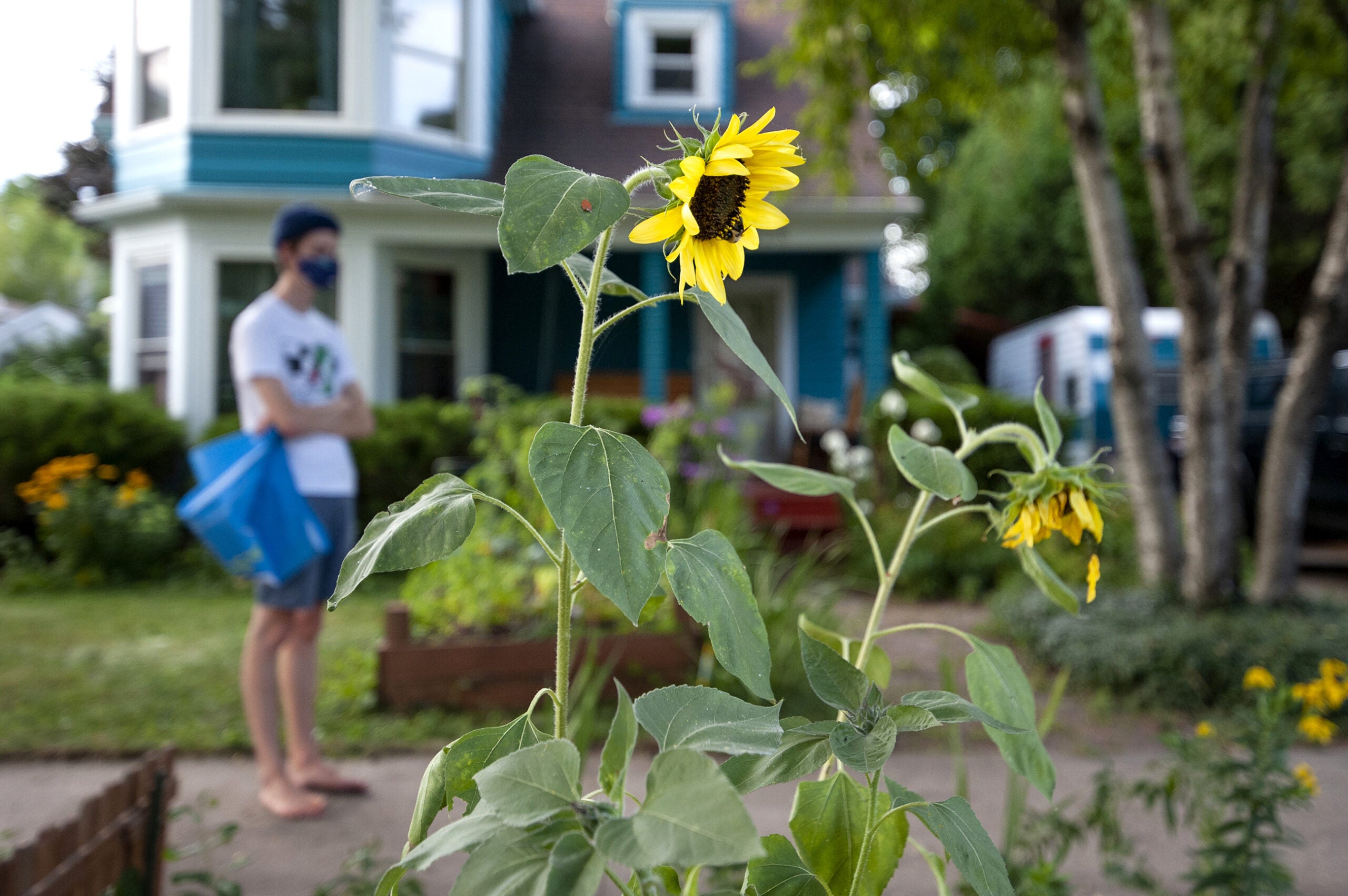 a sunflower is seen up-close with a bee on the center most part