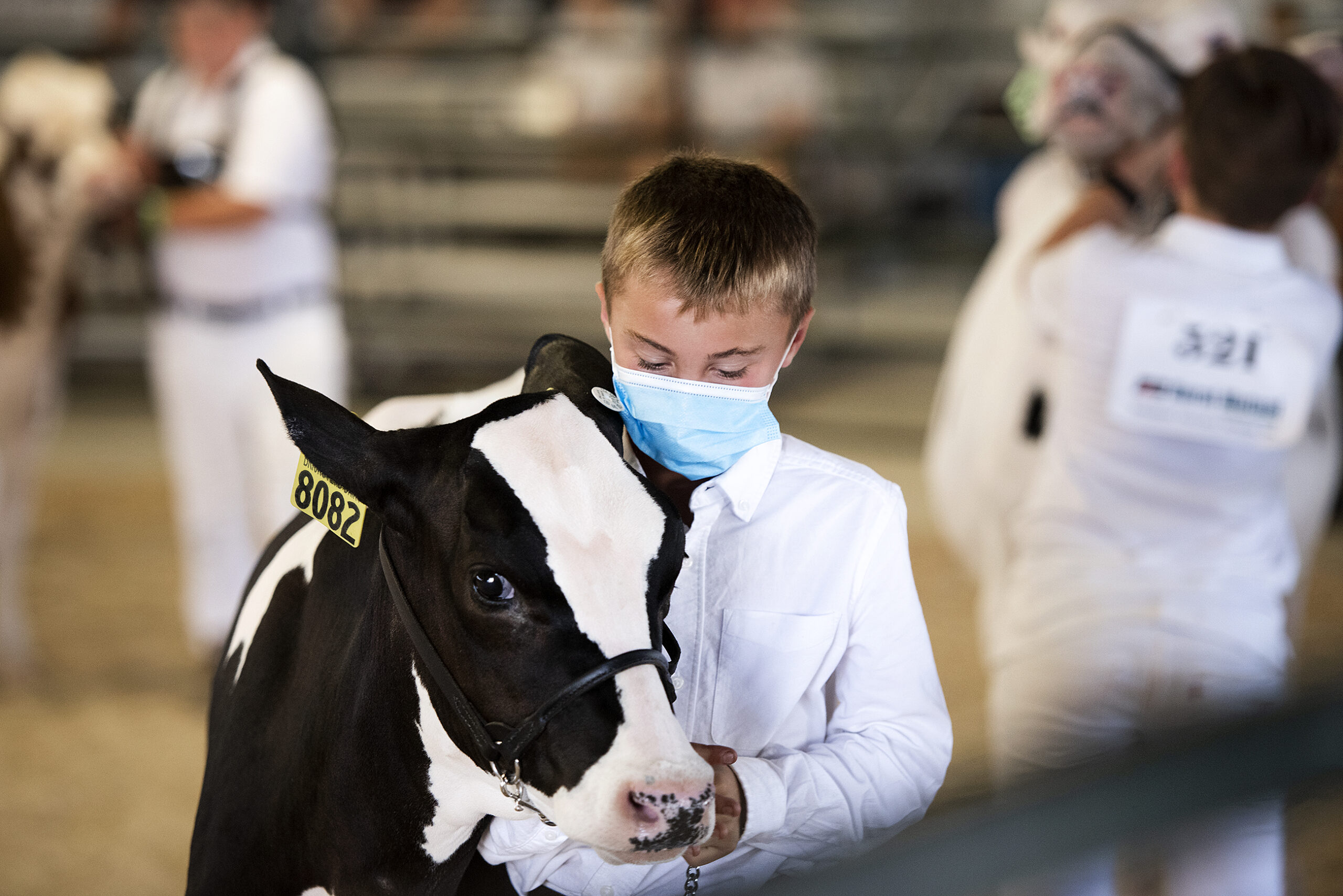 A child in a mask leans close to his cow as he shows the animal at the fair