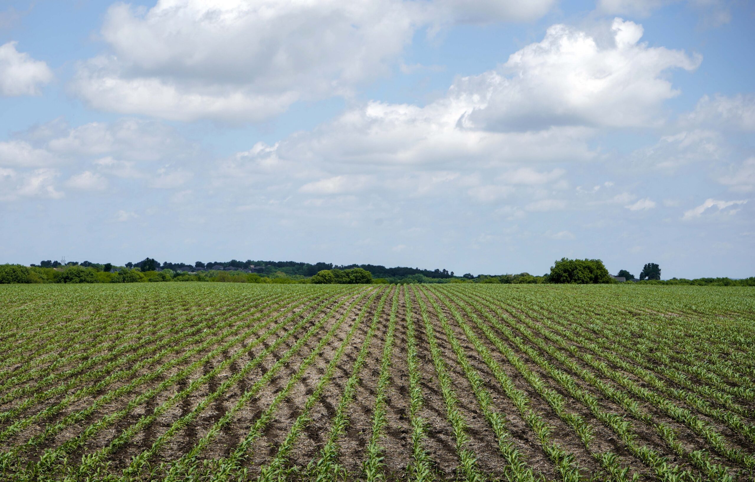 Young corn plants grow in a field