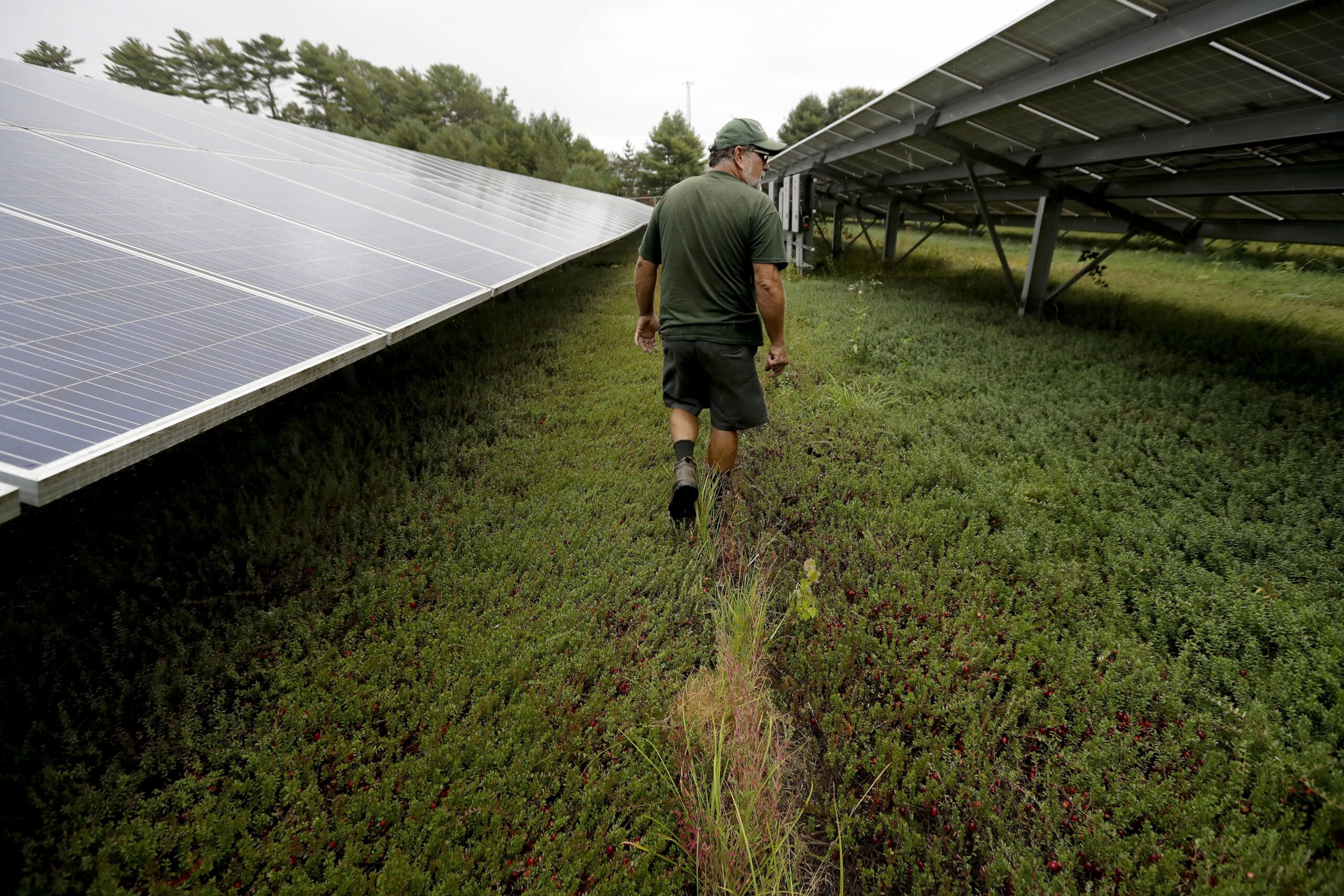 cranberry grower Mike Paduch walks among solar arrays in a cranberry bog at his farm