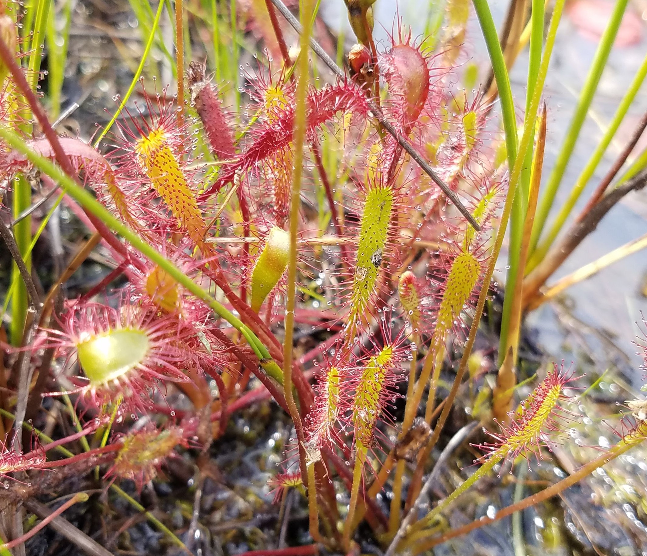 Picture of English sundew plant