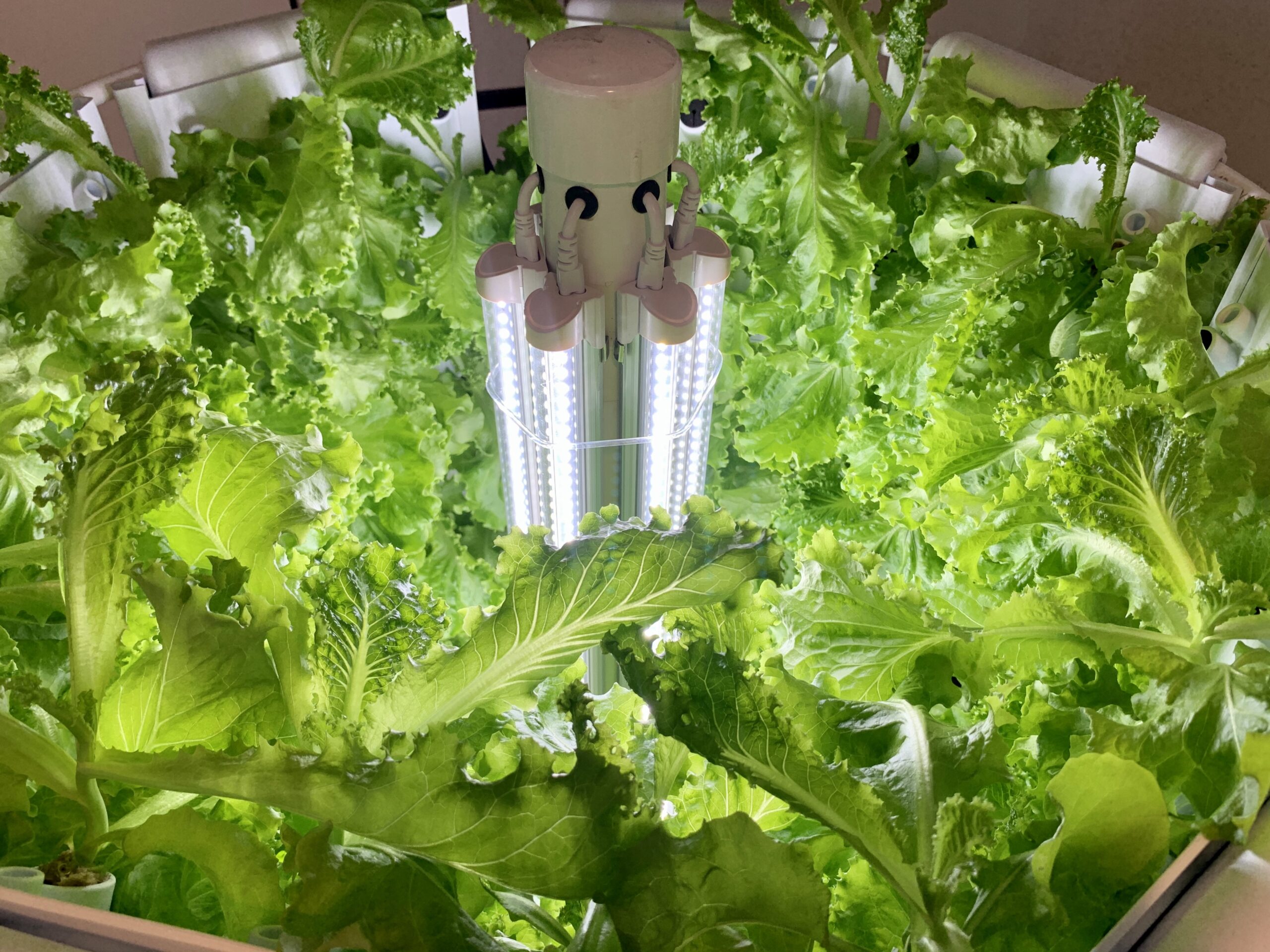 lettuce growing in the Flex Farm system