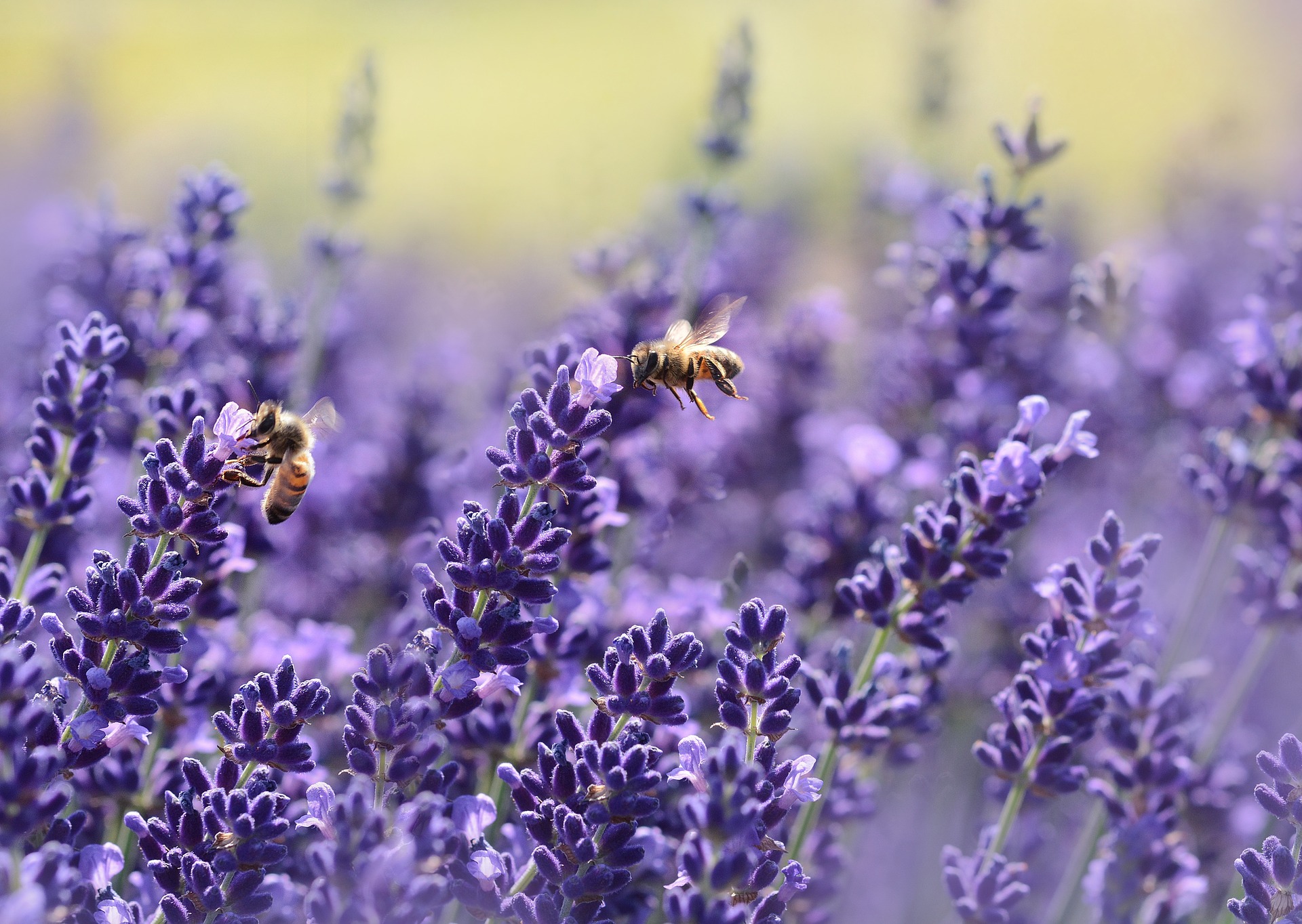 Bees on lavender flowers.