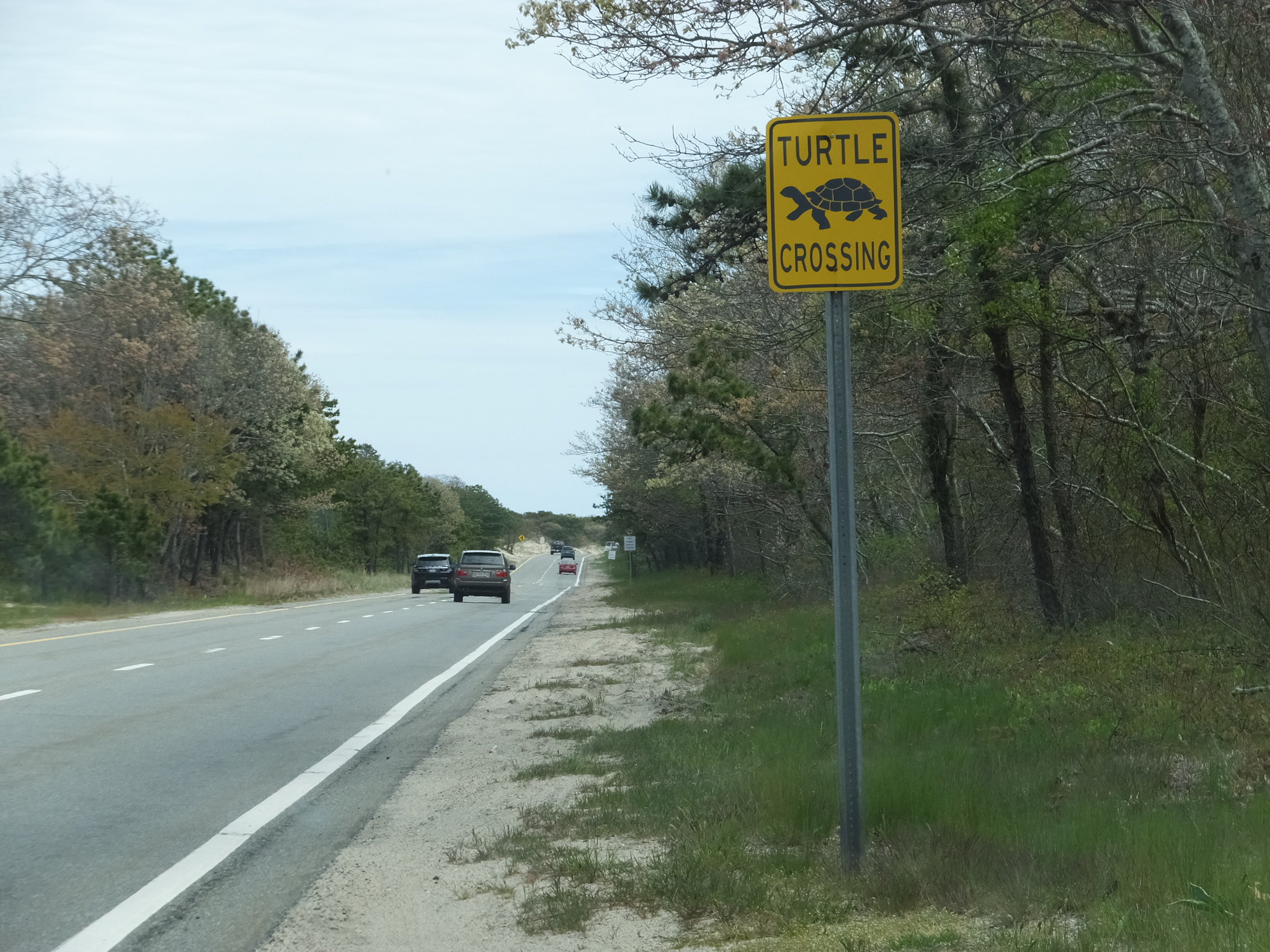 Turtle crossing sign on a rural road.