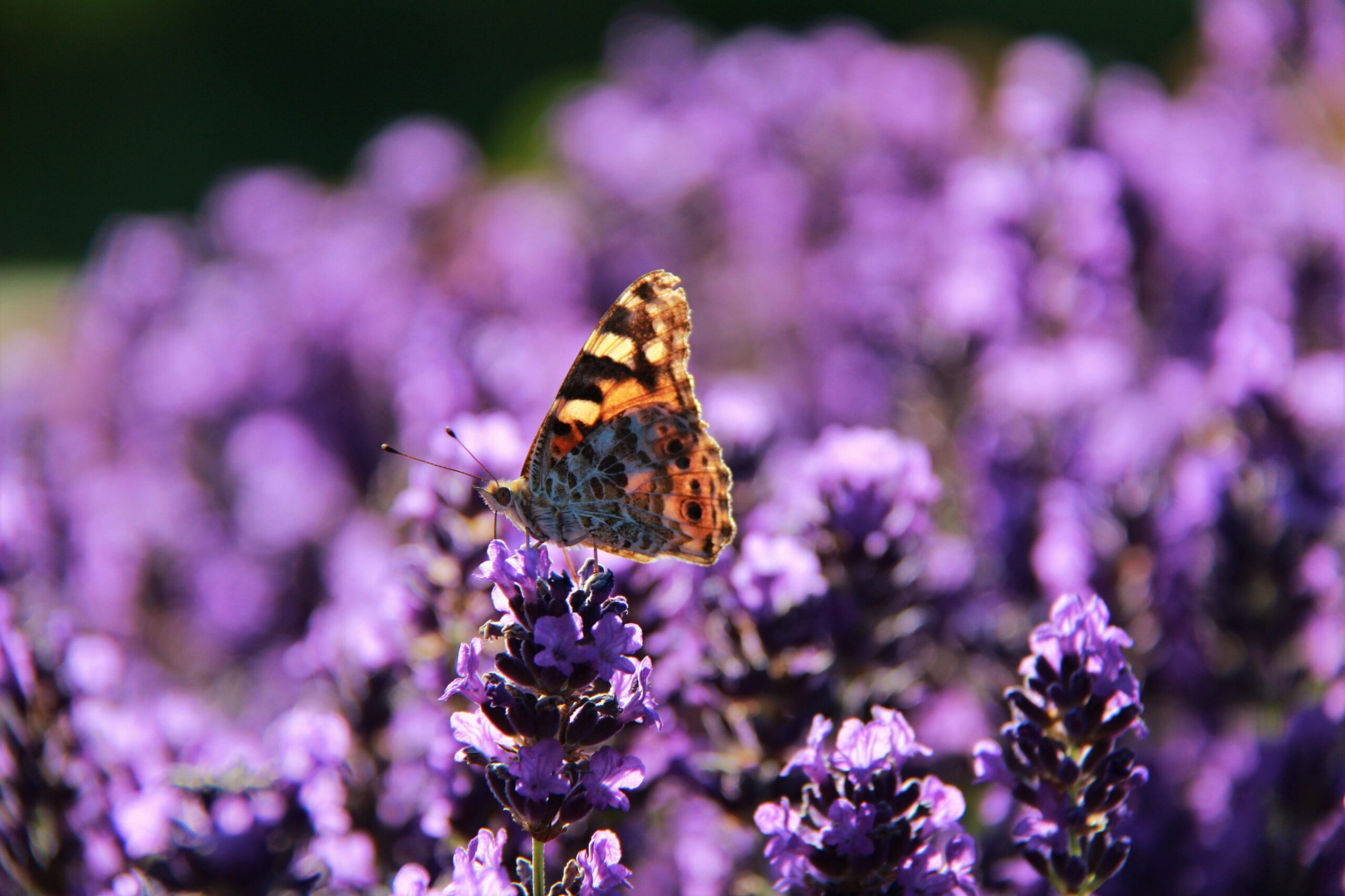 A small butterfly gathers pollen in a field of lavender