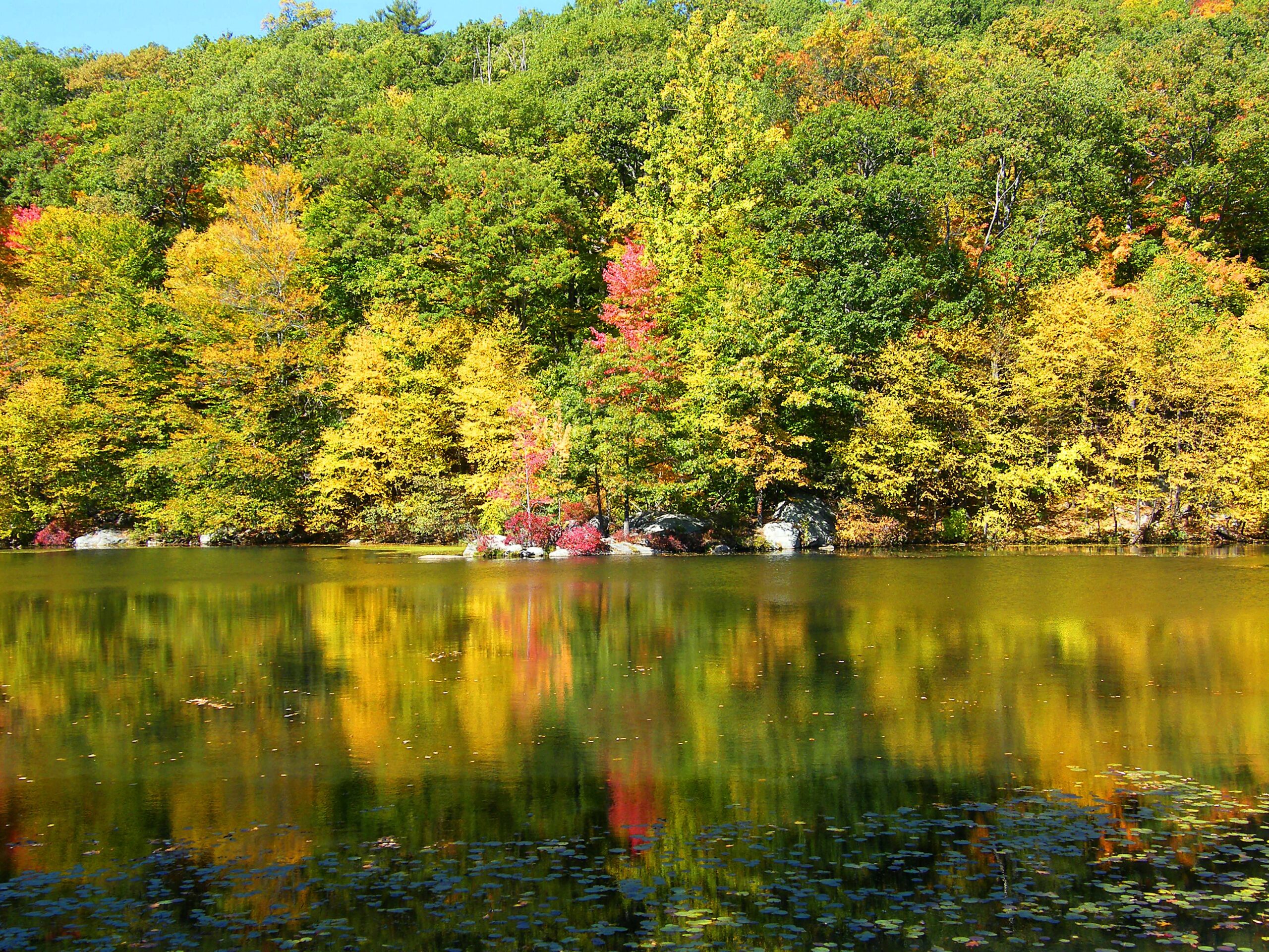 Early autumn trees along a lake